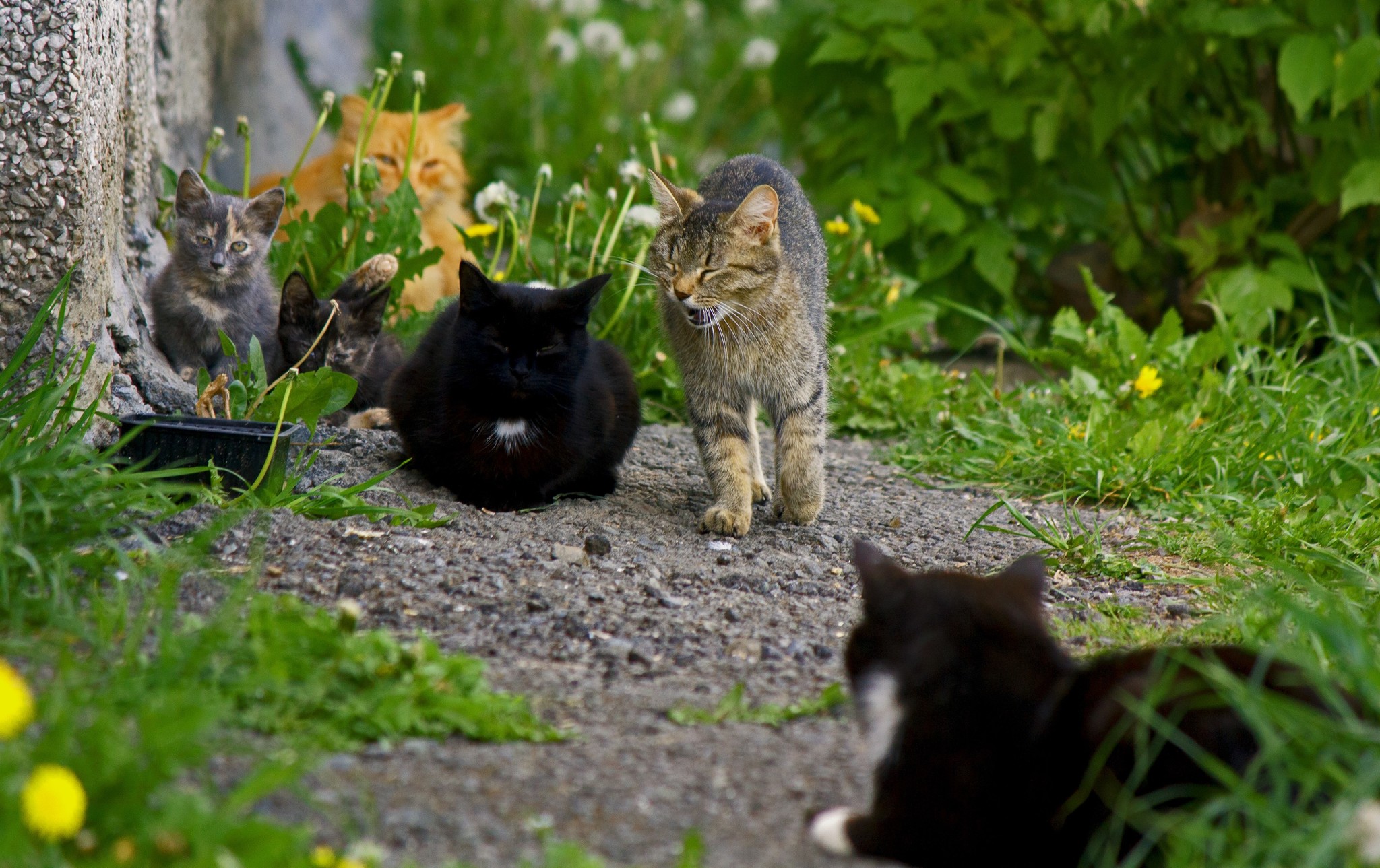 Котобудни - Моё, Кот, Уличная фотография, Фотография, Город, Лето