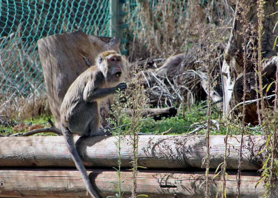 On a visit to the squirrel monkeys - My, Nature, The photo, Animal protection, Israel, Monkey, Primates, Longpost