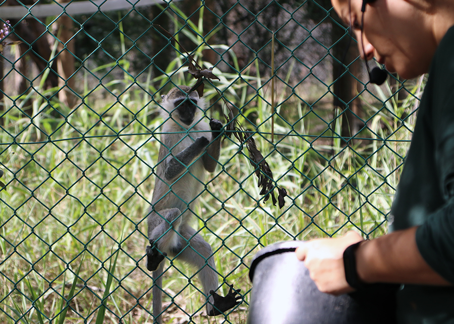 On a visit to the squirrel monkeys - My, Nature, The photo, Animal protection, Israel, Monkey, Primates, Longpost