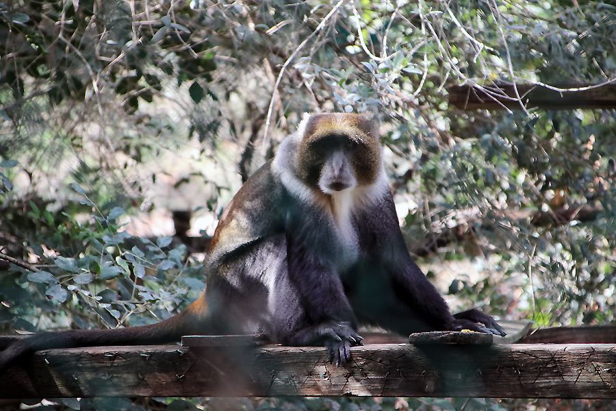 On a visit to the squirrel monkeys - My, Nature, The photo, Animal protection, Israel, Monkey, Primates, Longpost