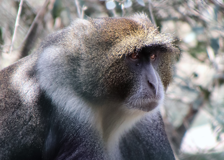 On a visit to the squirrel monkeys - My, Nature, The photo, Animal protection, Israel, Monkey, Primates, Longpost