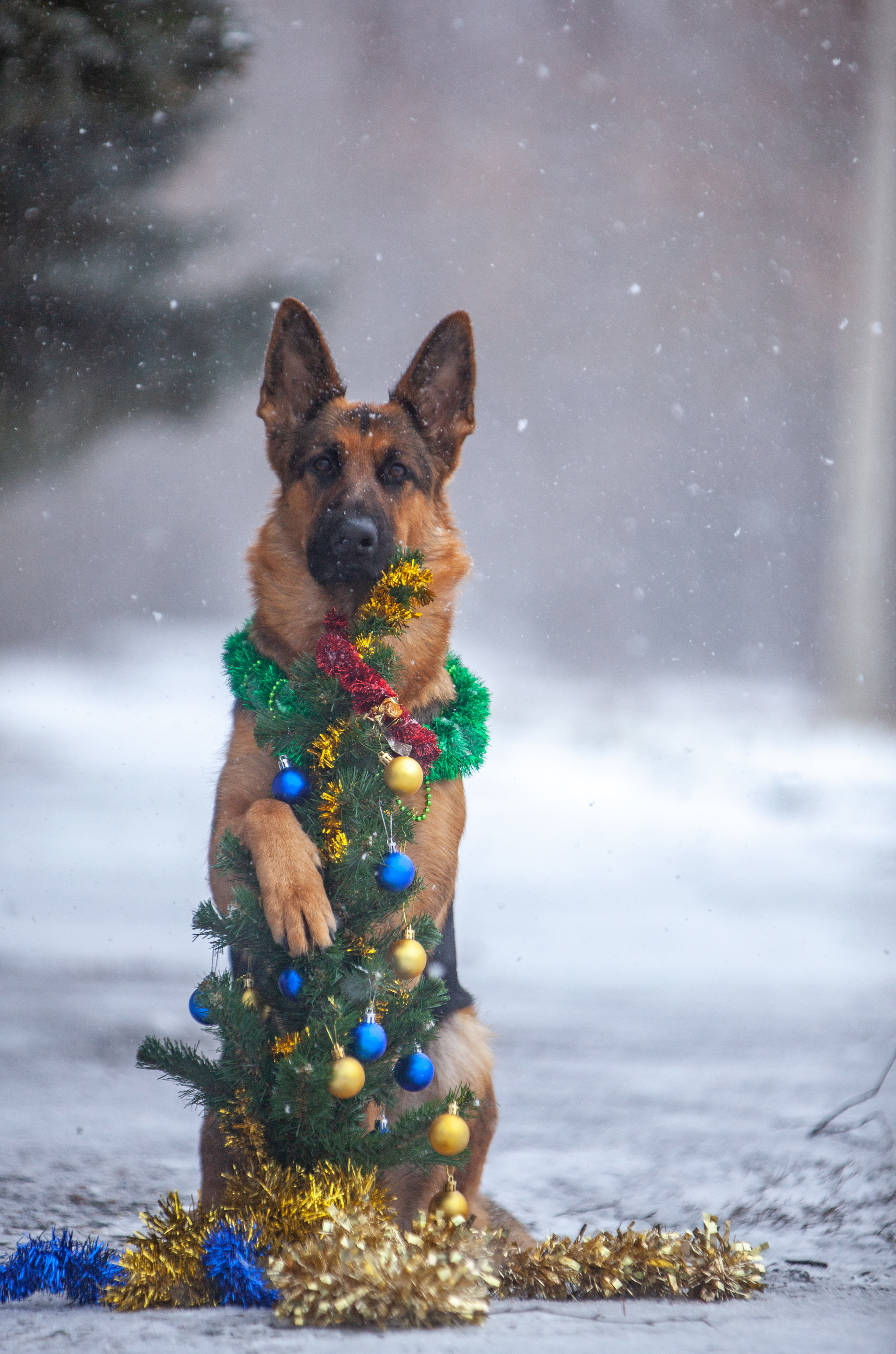 Guardian of the new year - My, Dog, German Shepherd, The photo, Snow, Christmas decorations, Tinsel