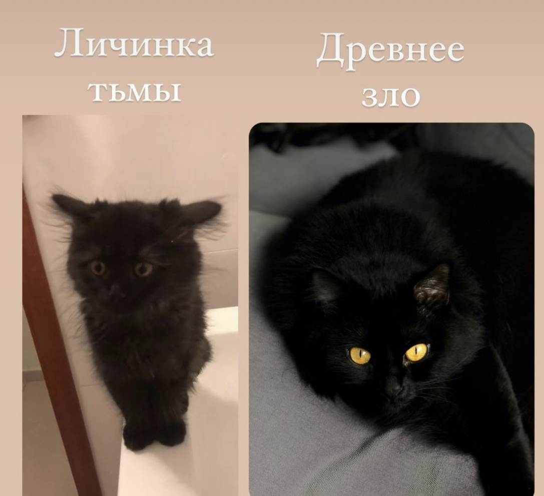 1 month / 3 years - My, cat, Black cat, Kittens, It Was-It Was