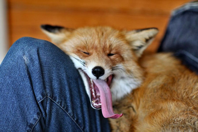 If I had such a language, I would already get married :)) - Fox, Language, Milota, Animals