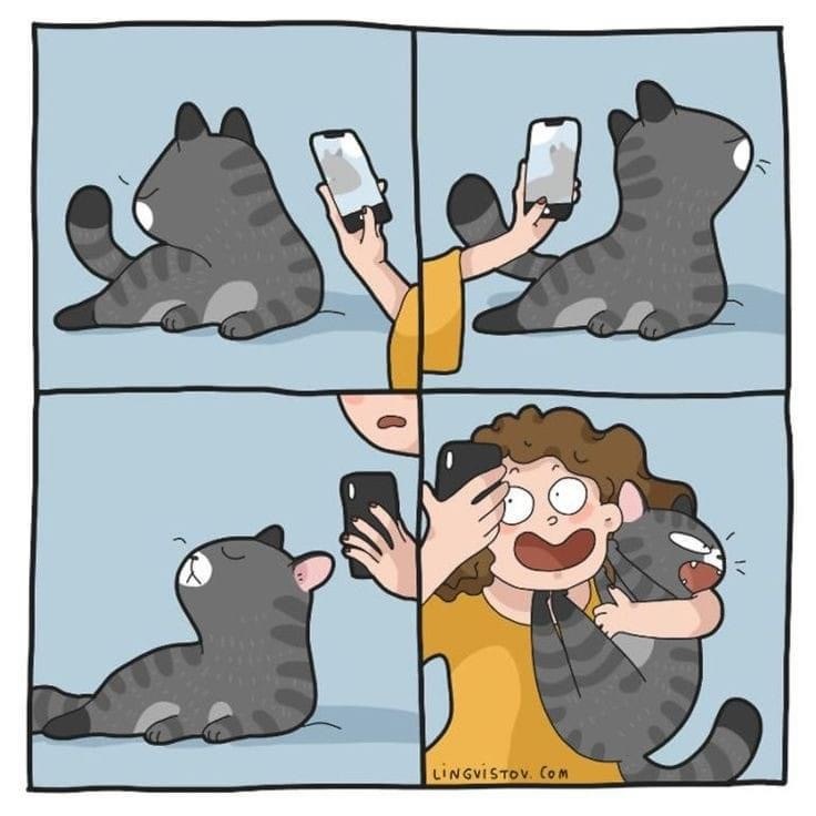 Attempts to take a photo with a cat - Comics, Lingvistov, cat