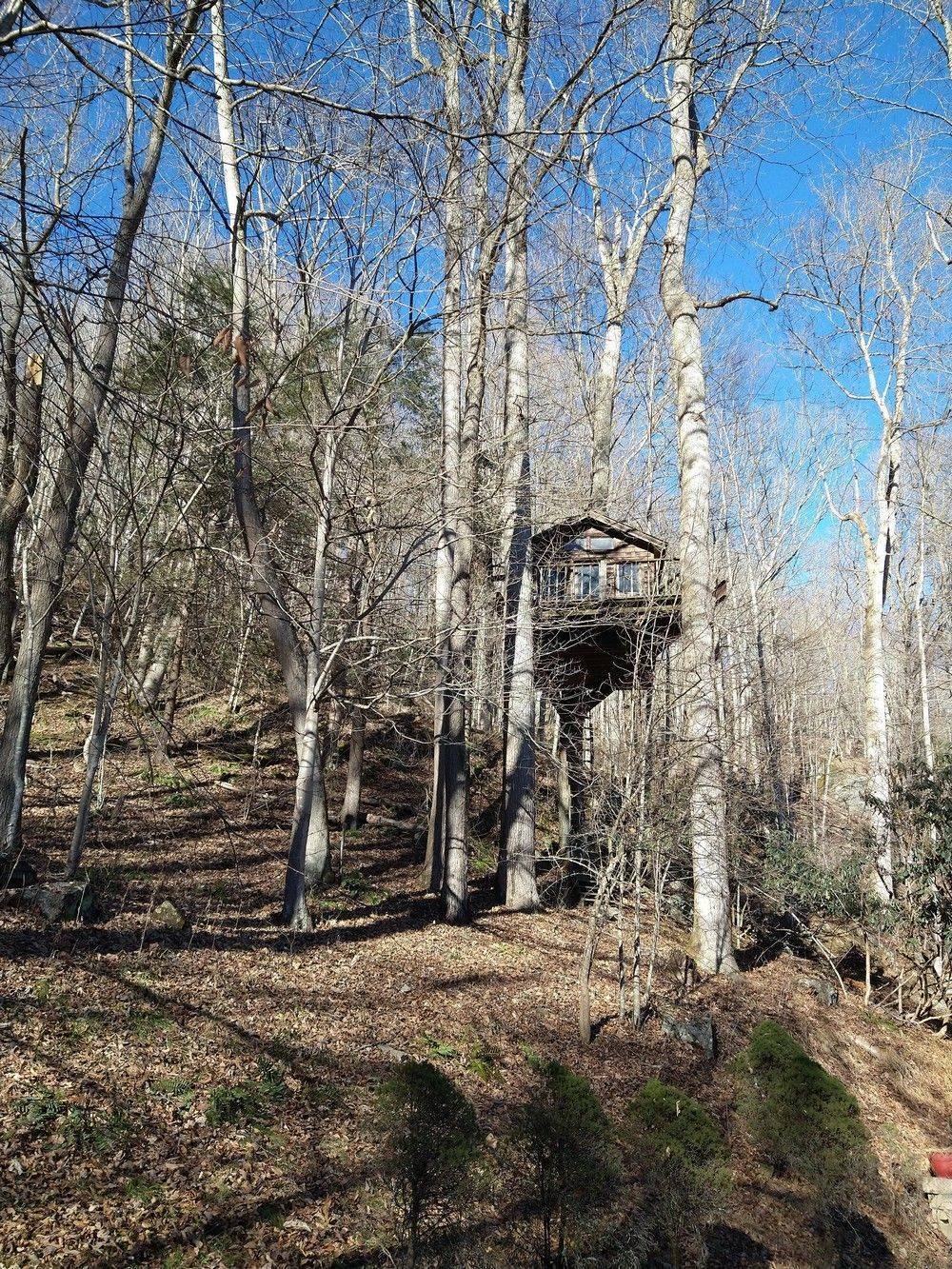 Imagine how cool it is in summer - Forest, House, Tree house