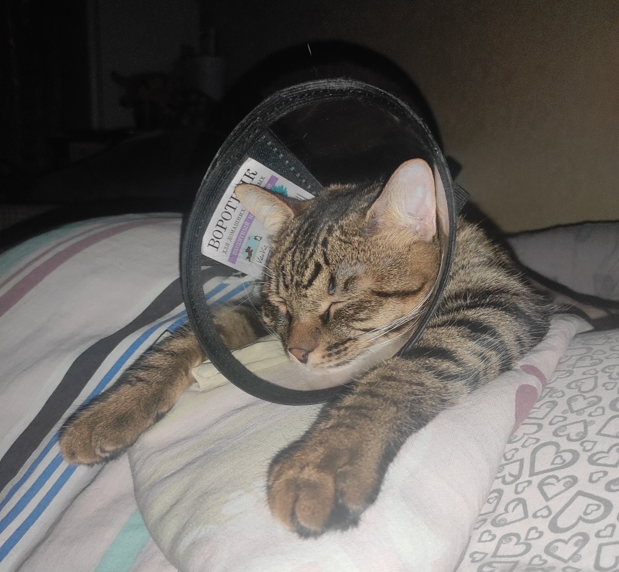 First day with a collar - My, cat, Castration, Collar, The photo