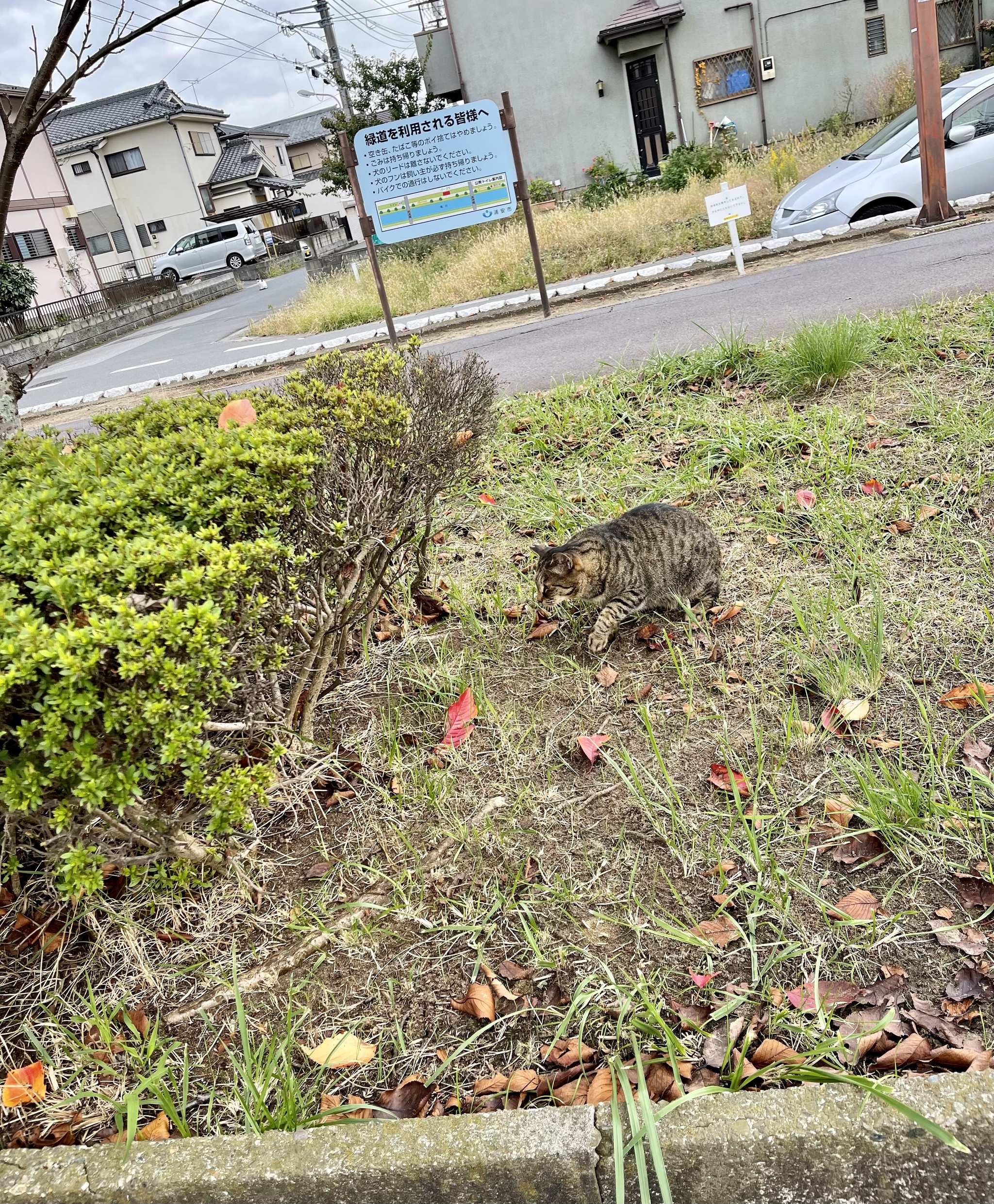 Homeless cats in Japan - My, Interesting, Japan, Tokyo, Asia, cat, Fluffy, Pets, Japanese, Kittens, Animal protection, Homeless animals, Helping animals, Animal Rescue, Paws, Tricolor cat, Longpost