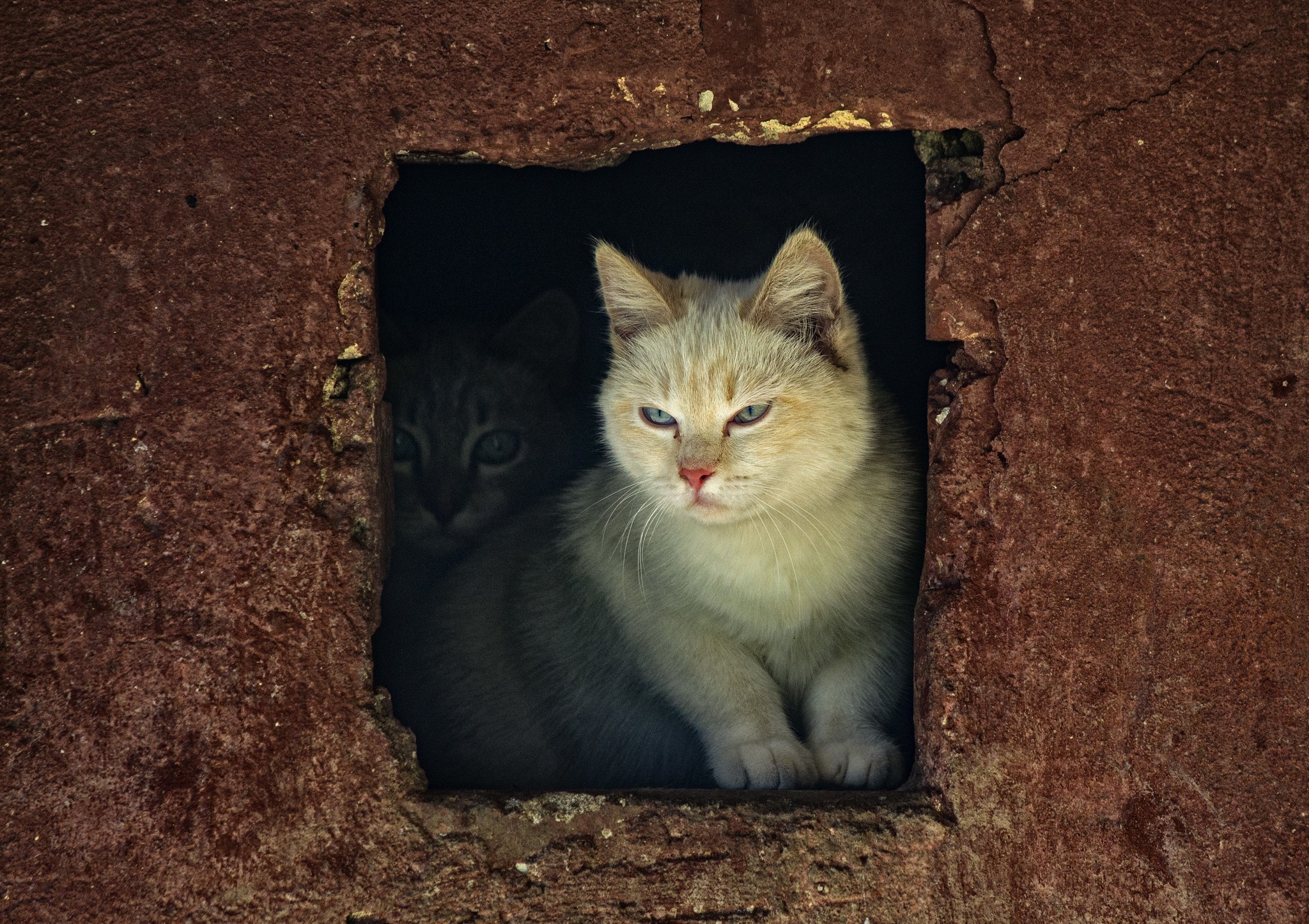 Window to the world - My, cat, Street photography, The photo, Town, Window