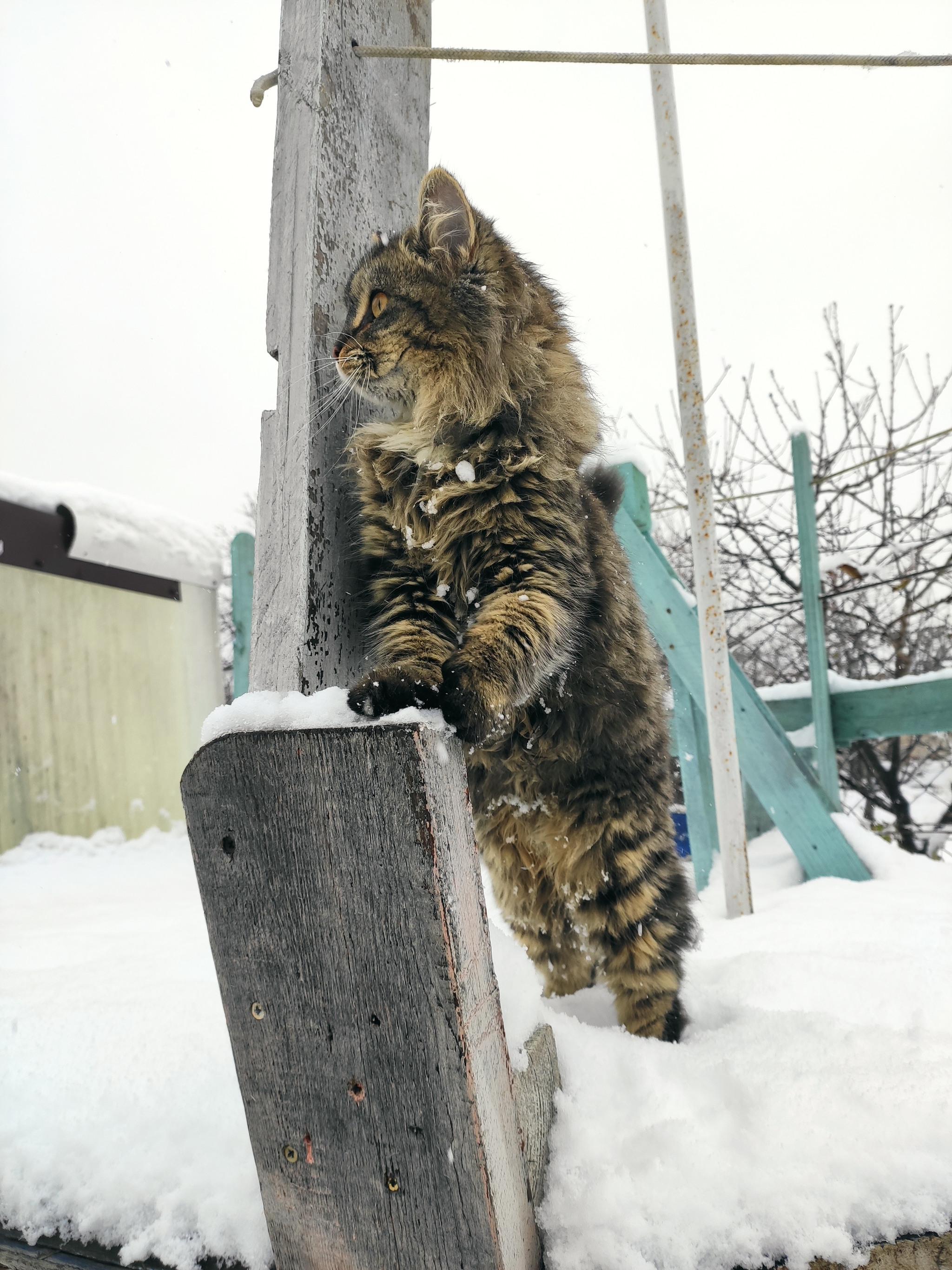 У нас выпал первый снег - Моё, Котята, Снег, Кот, Длиннопост