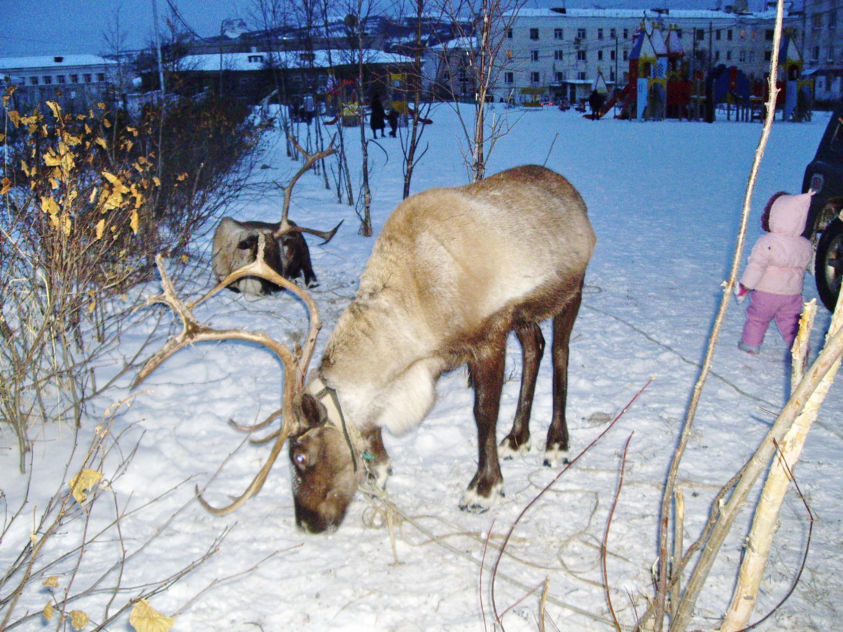 A little about the nature of Kolyma - The photo, Nature, Longpost