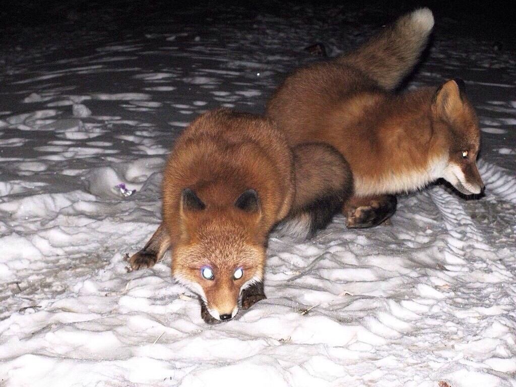 A little about the nature of Kolyma - The photo, Nature, Longpost