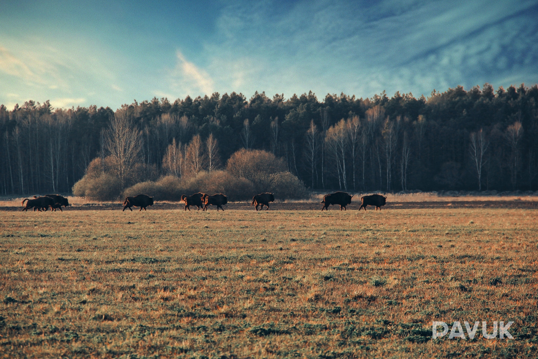 Here you can stumble upon such beauties in the Kamenets district. Route P98. Near the village of Omelyanets - My, Nature, Bison, Belovezhskaya Pushcha, wildlife, Travels, beauty of nature, Forest, The photo, Republic of Belarus, Track