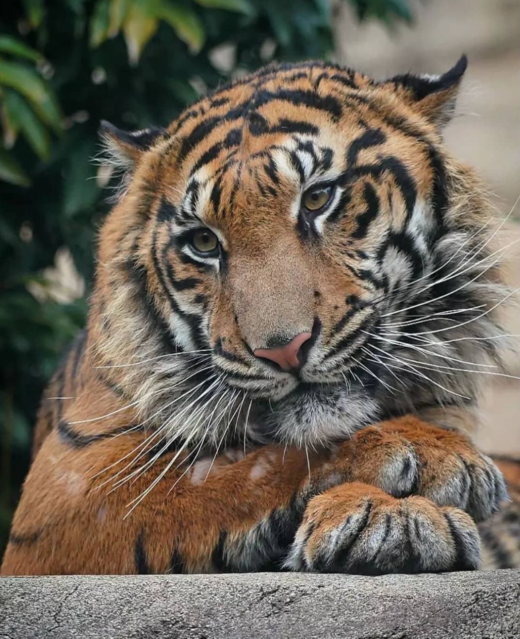 Paw - Tiger, Longpost, Big cats, Cat family, Predatory animals, Wild animals, Zoo, The photo, Paws