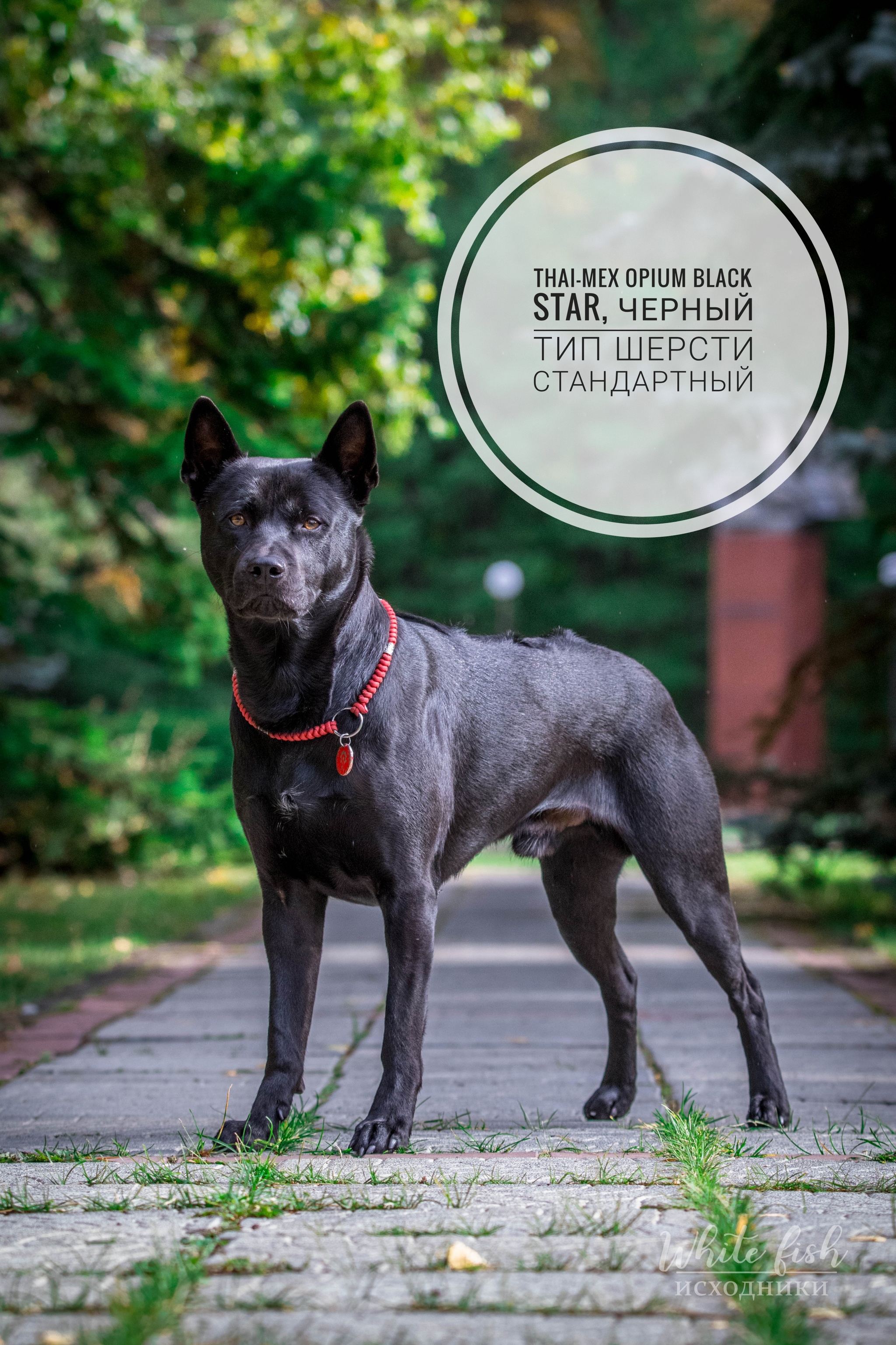 Thai Ridgeback, the perfect companion or the victim of your own beauty? - Dog, Thai Ridgeback, Dog breeds, Longpost