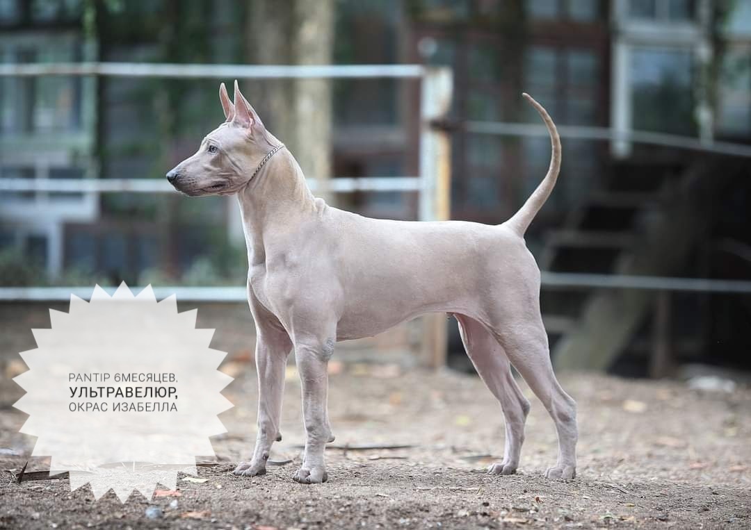 Thai Ridgeback, the perfect companion or the victim of your own beauty? - Dog, Thai Ridgeback, Dog breeds, Longpost