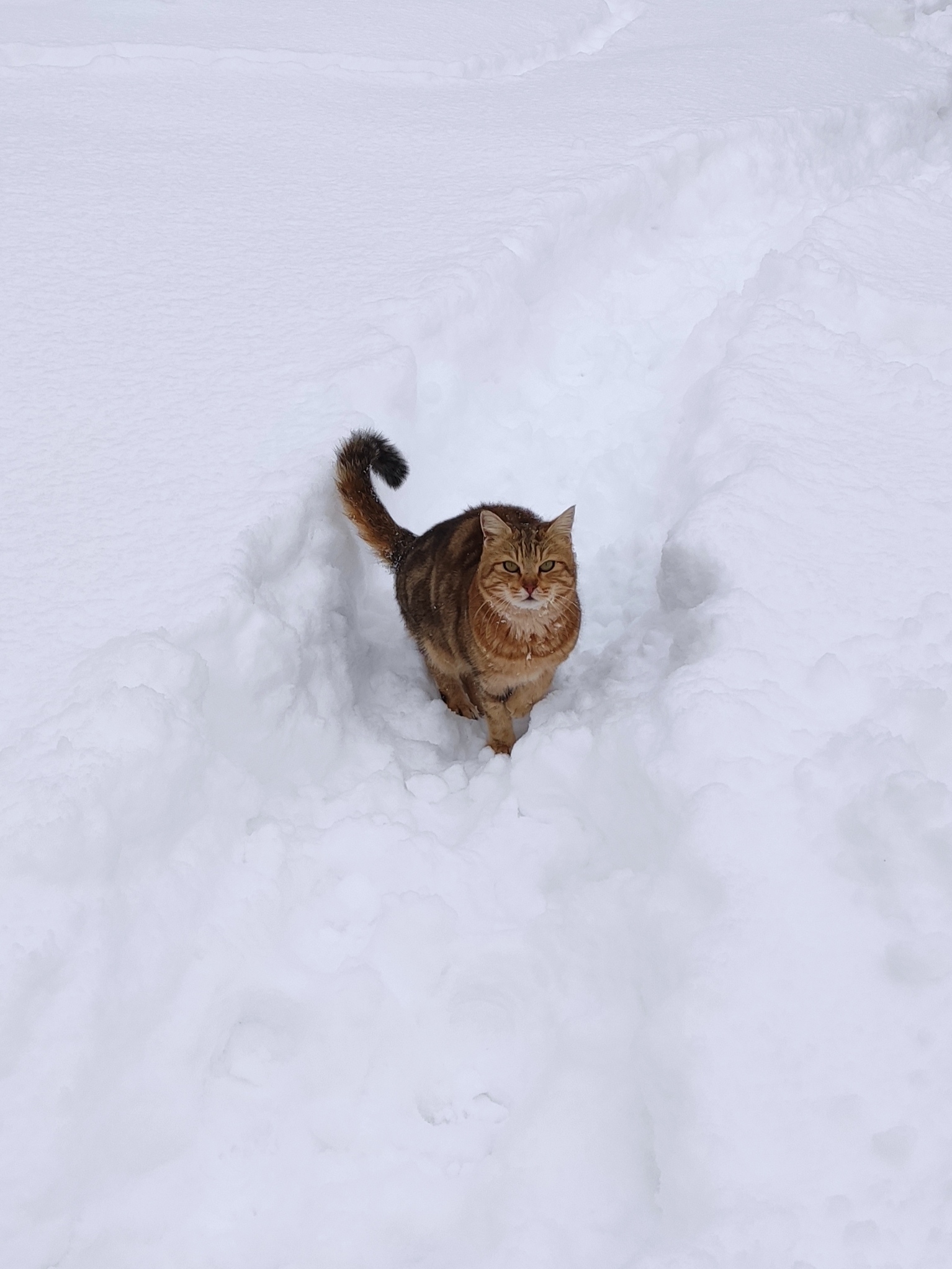 Snow - My, cat, Snow, Longpost