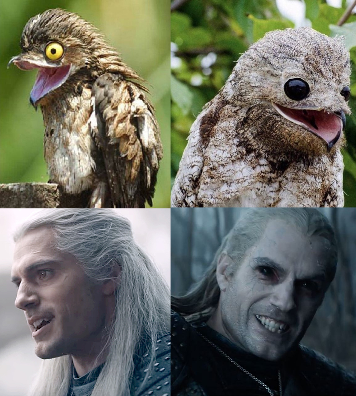 Evolution of the Witcher - My, Netflix, Serials, Witcher, Humor, Nightjar, cat