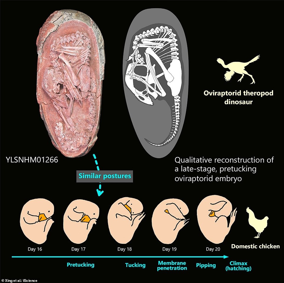 In southern China, a fossilized oviraptosaurus egg was found in stunning preservation. The embryo lay in it almost like a bird - My, Paleontology, Dinosaurs, The science, Research, Biology, Informative, Nauchpop, Video, Longpost