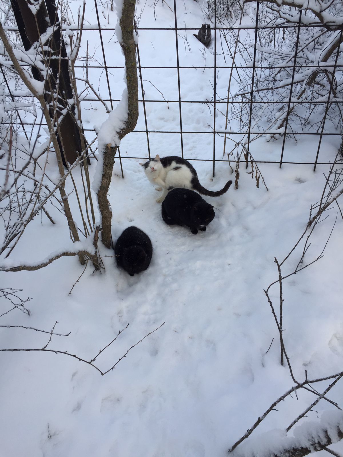 I feed the cats abandoned by summer residents. December 22. Minus 11 degrees. Filled five feeders - My, cat, Dacha, Animal Rescue, Winter, Snow, Video, Longpost