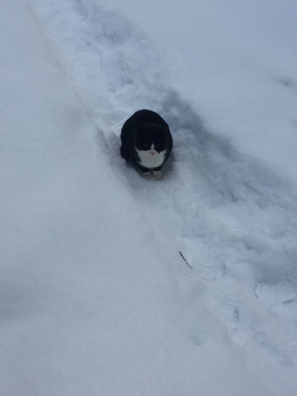 I feed the cats abandoned by summer residents. December 22. Minus 11 degrees. Filled five feeders - My, cat, Dacha, Animal Rescue, Winter, Snow, Video, Longpost