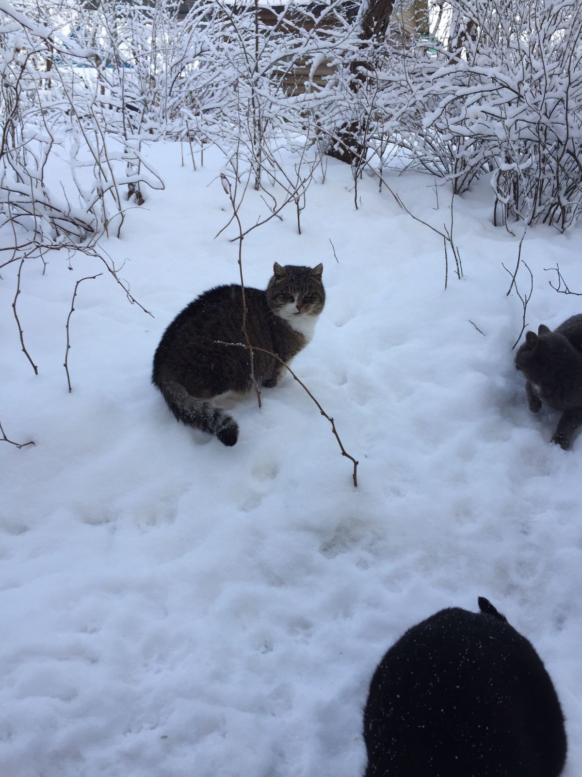 I feed the cats abandoned by summer residents. December 22. Minus 11 degrees. Filled five feeders - My, cat, Dacha, Animal Rescue, Winter, Snow, Video, Longpost