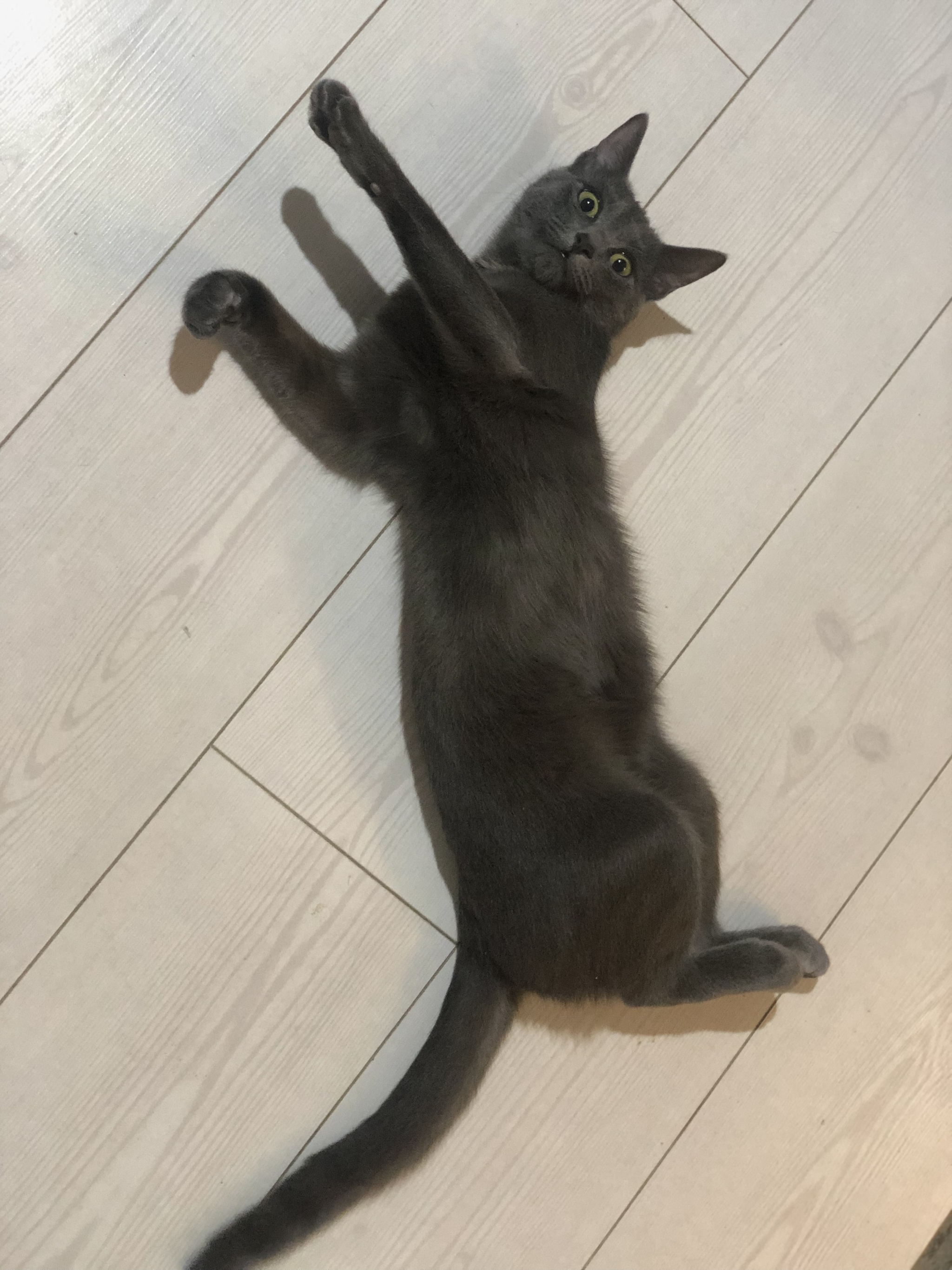 Need help identifying a part - cat, Russian blue, Help, Identification