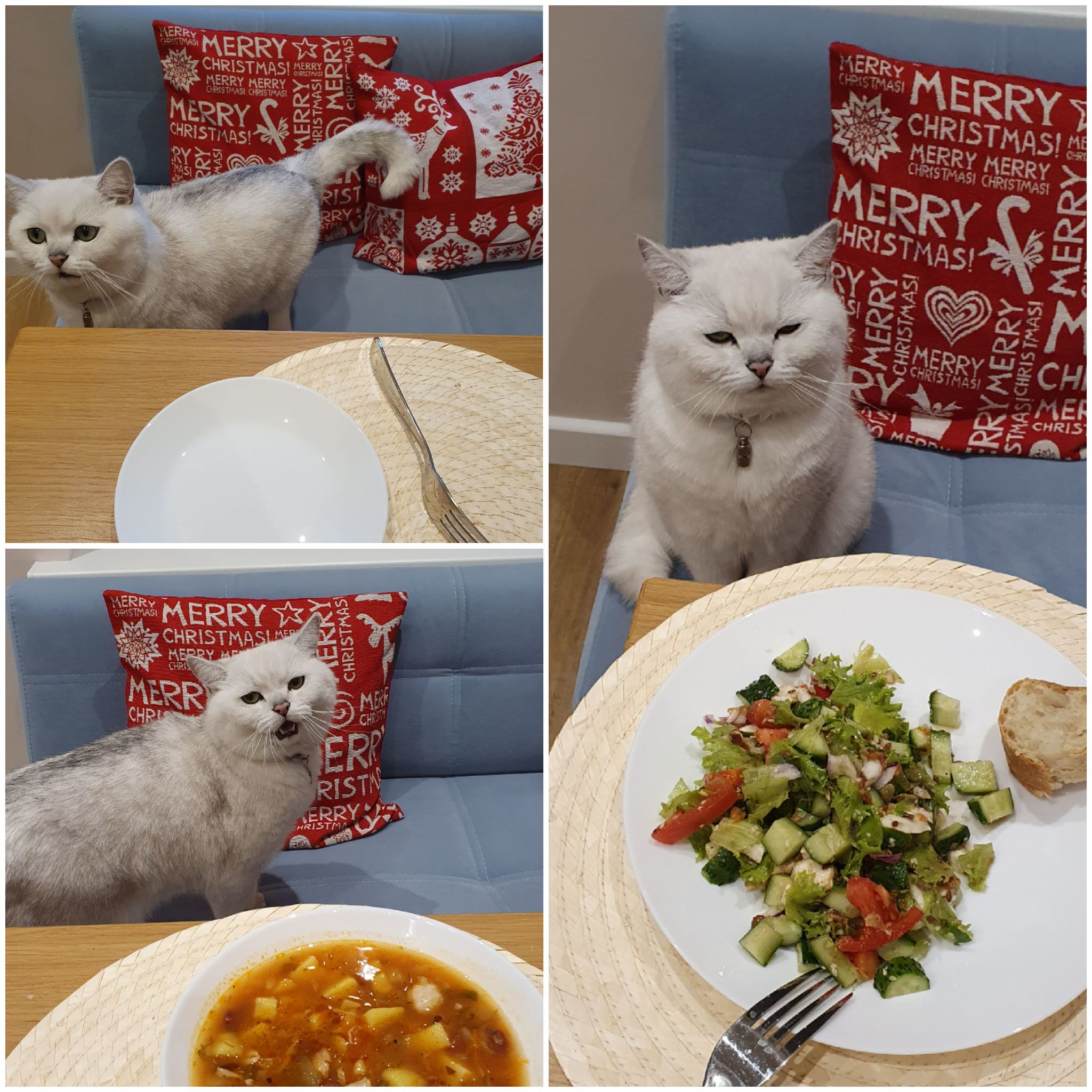 Its time for dinner - My, cat, Caesar, British Shorthair