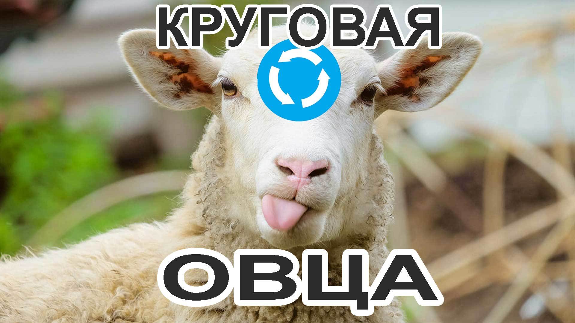 Круговая овца | Пикабу