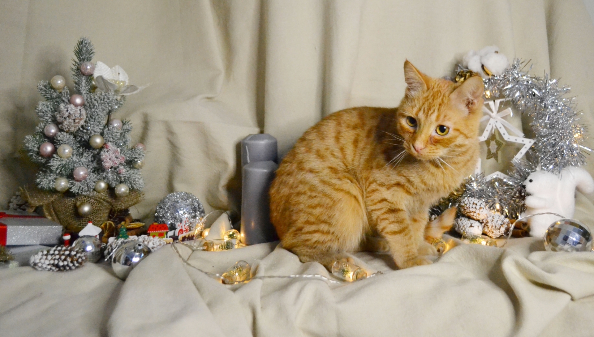 Christmas cats: Leo - My, cat, Animal shelter, New Year