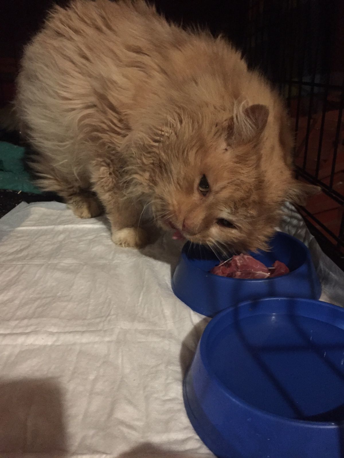 Continuation of the post “Cat Valera, which I found today at Pyaterochka (3 months ago, the owners left him there). He has a lot of toothache and he himself is a complete mug  - My, cat, Redheads, Animal Rescue, Video, Reply to post, Longpost