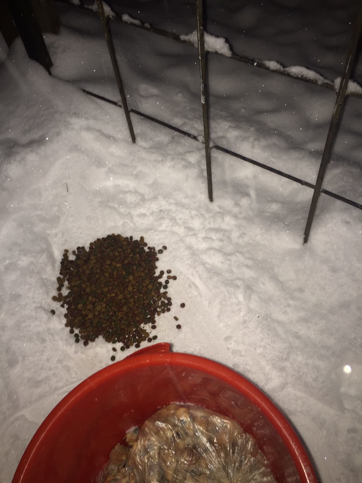 I feed the cats abandoned by summer residents. 23-24. December. Minus 9 degrees. New Ulrich (I thought it was a cat) - My, cat, Dacha, Animal Rescue, Winter, Snow, Video, Longpost