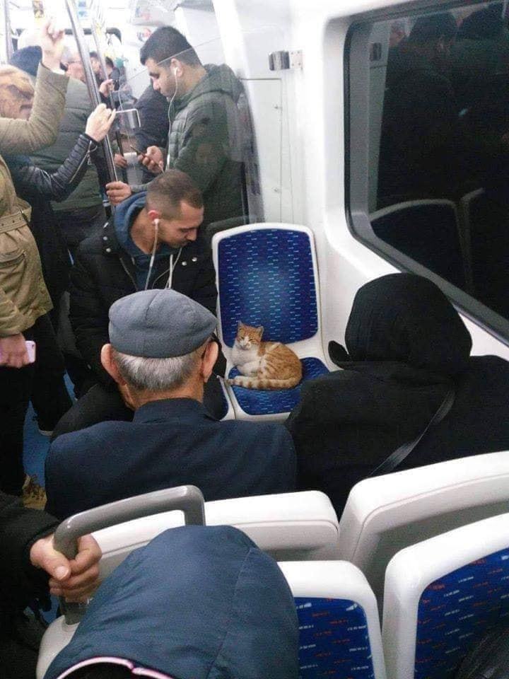 And let the whole world wait - cat, The photo, Metro