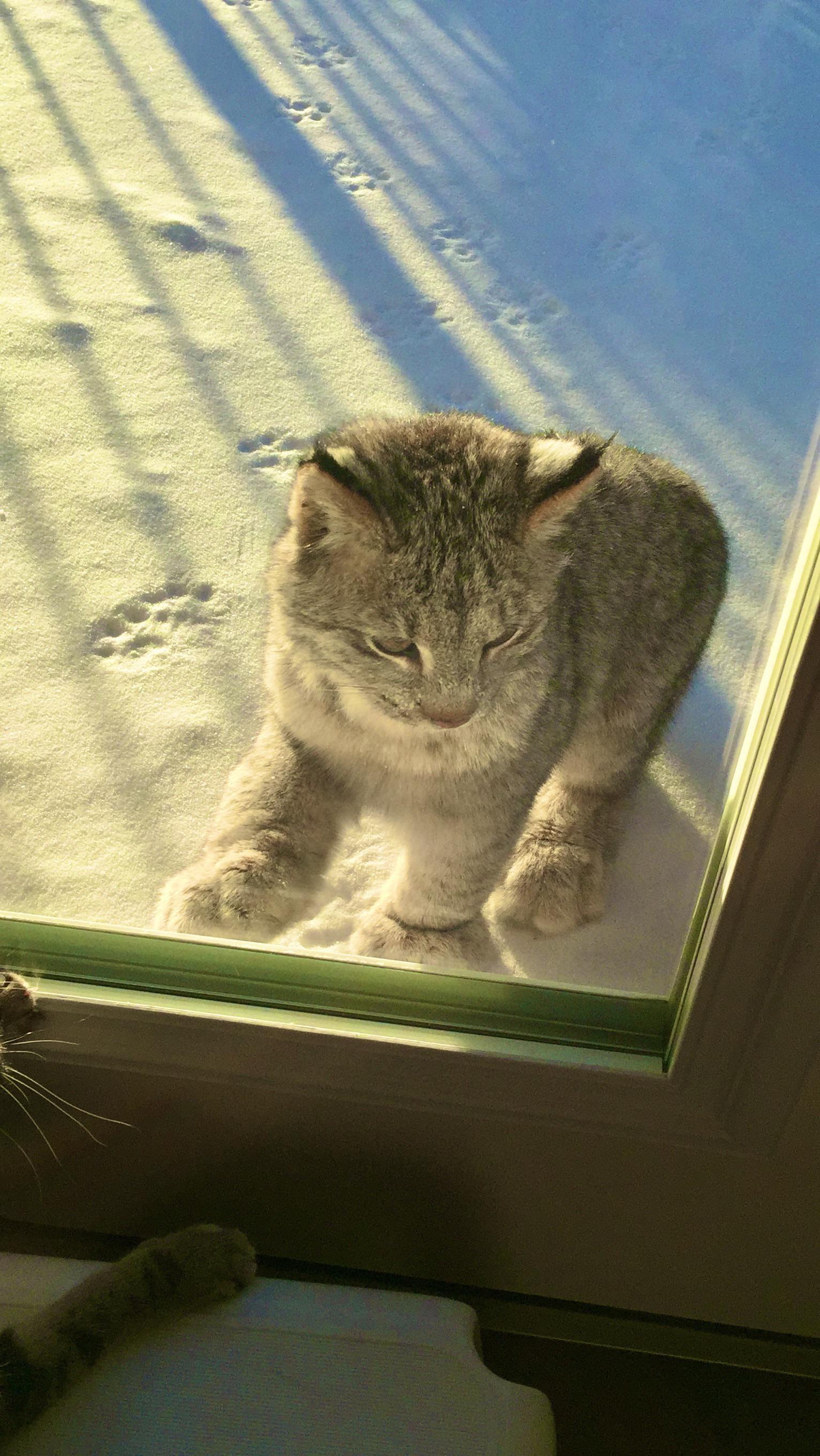 This kitten came to visit us - Wild animals, Lynx, Reddit, Small cats, Cat family, Predatory animals