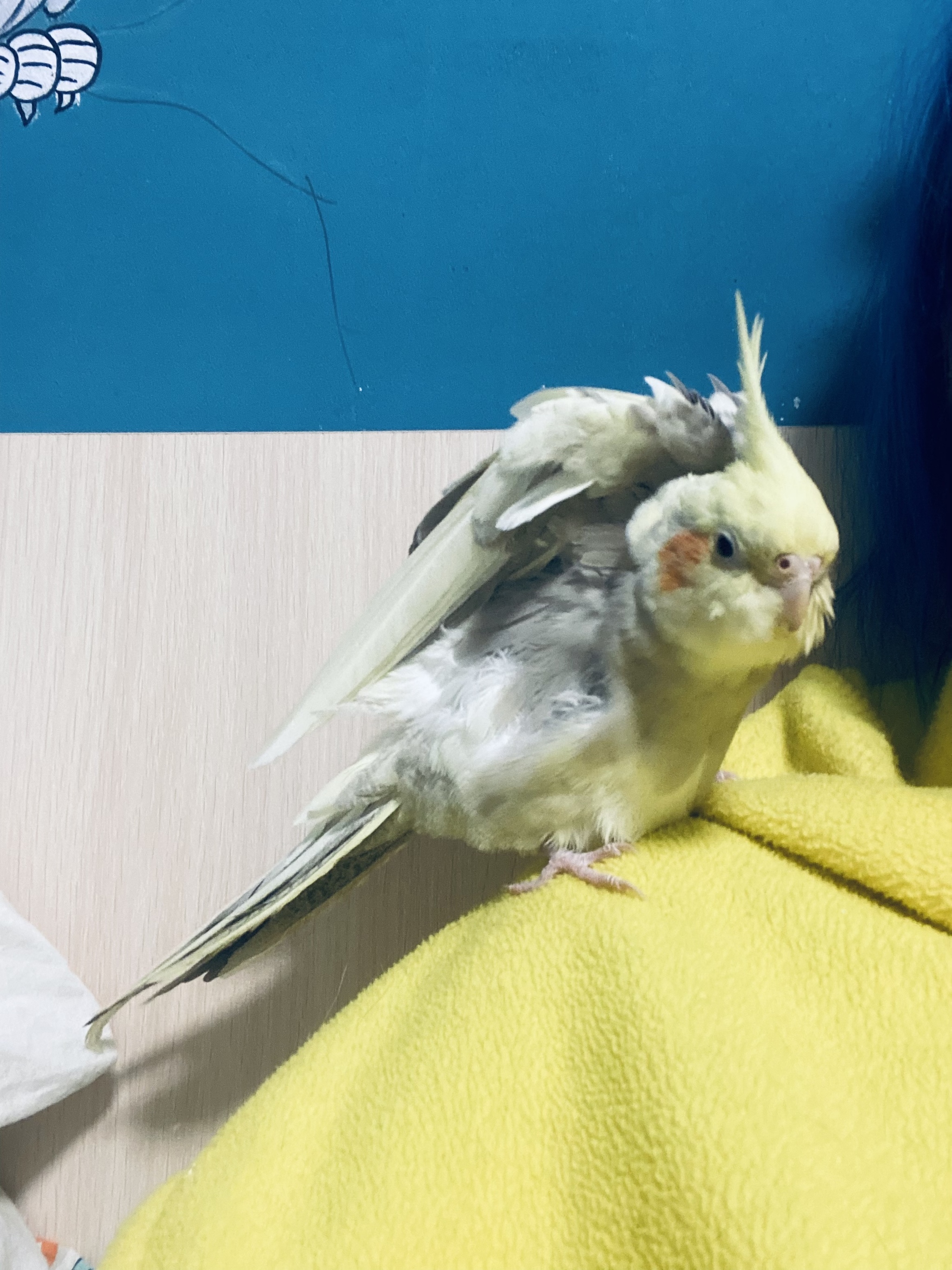 Little bird - My, Pets, A parrot, Corella, Longpost, Positive