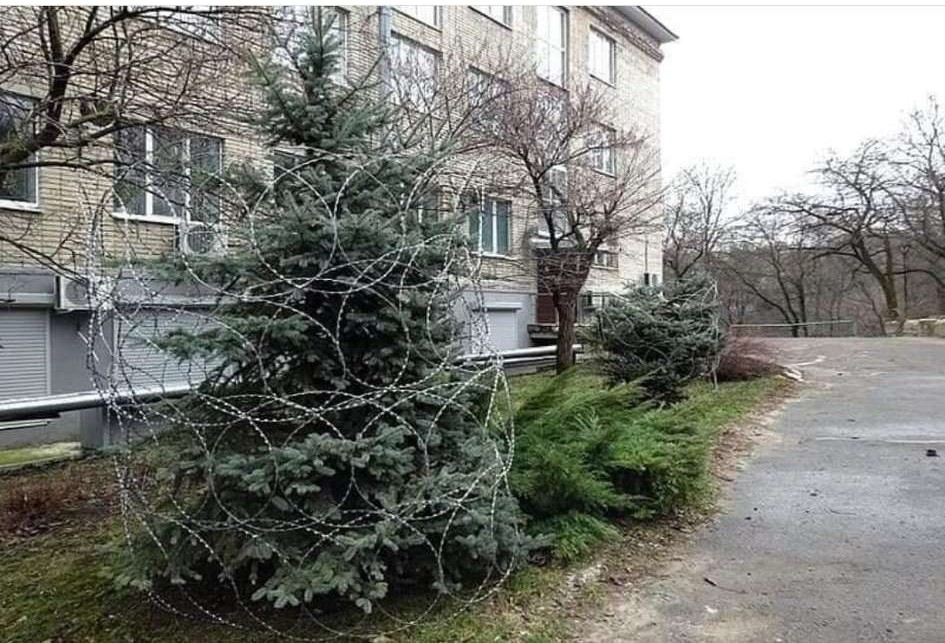 Christmas tree - introvert - Introvert, Christmas tree, Barbed wire