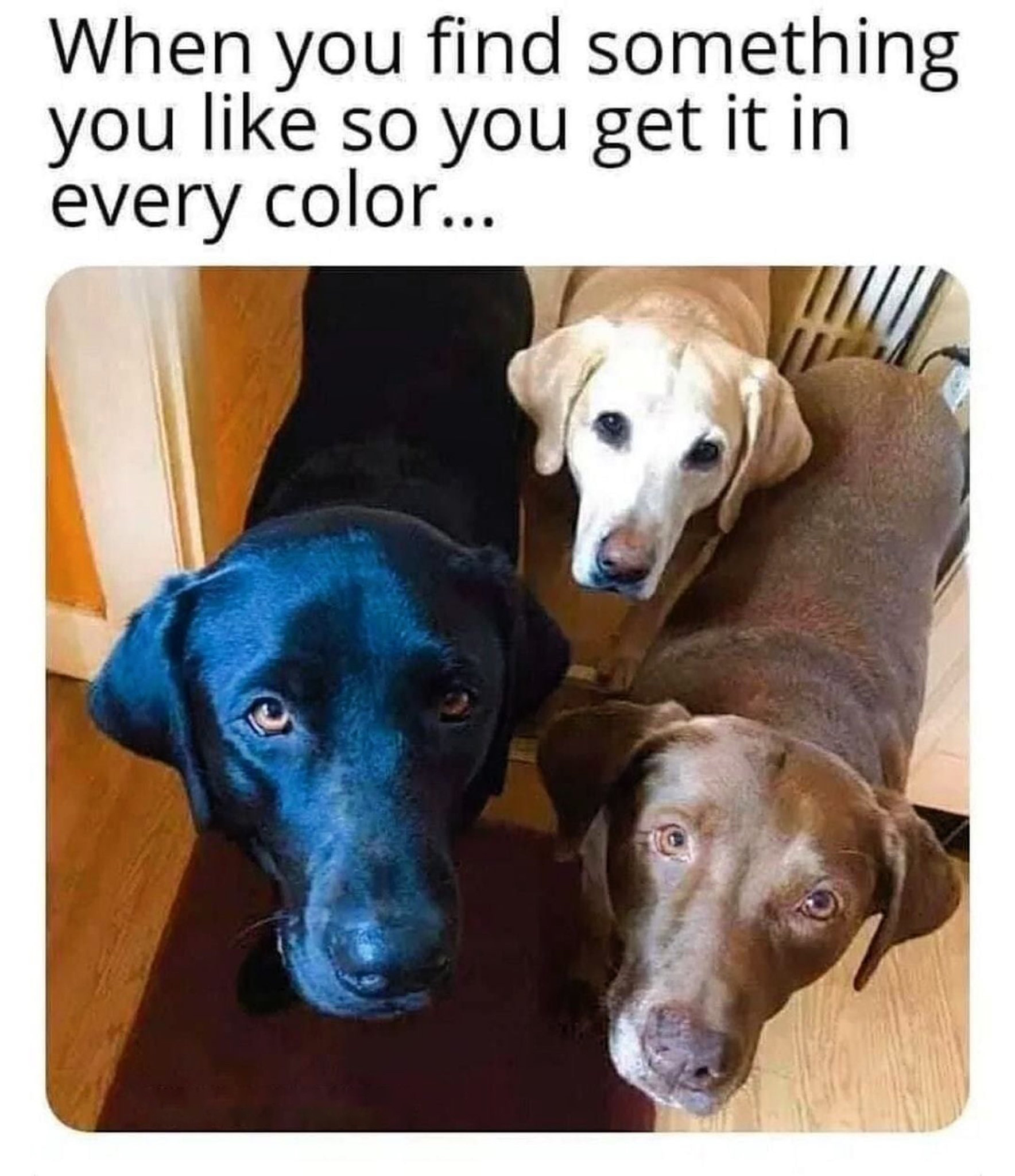 Trio - Dog, Color, Suit, Color, Milota, Picture with text, Labrador