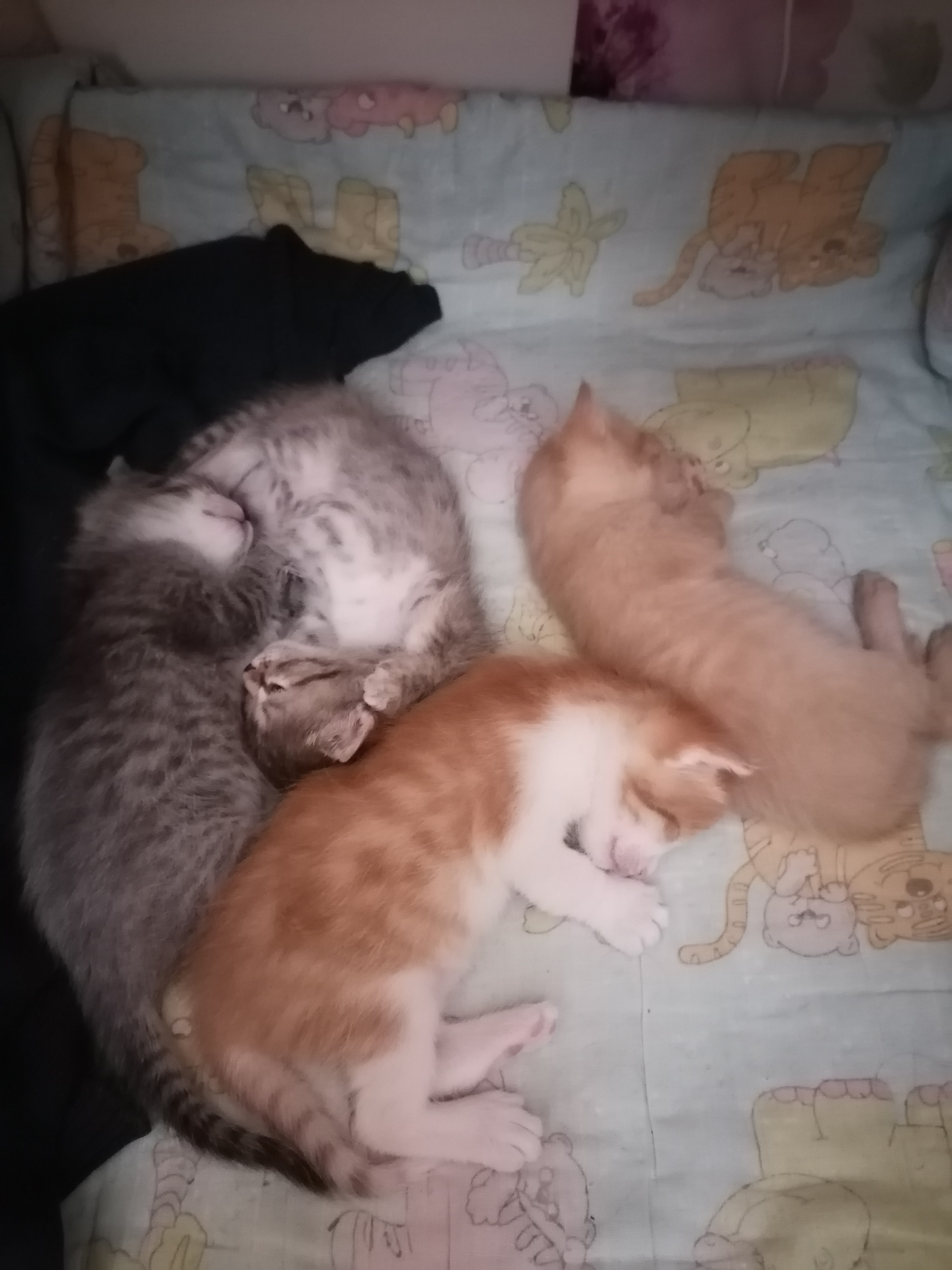 The gang is sleeping, she's tired) - My, Kittens, Dream, cat