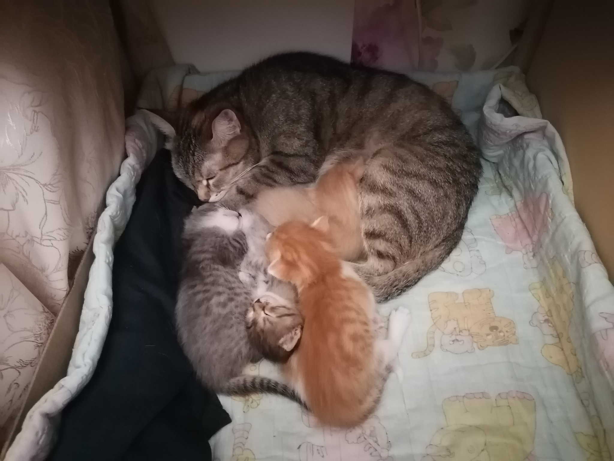 The gang is sleeping, she's tired) - My, Kittens, Dream, cat