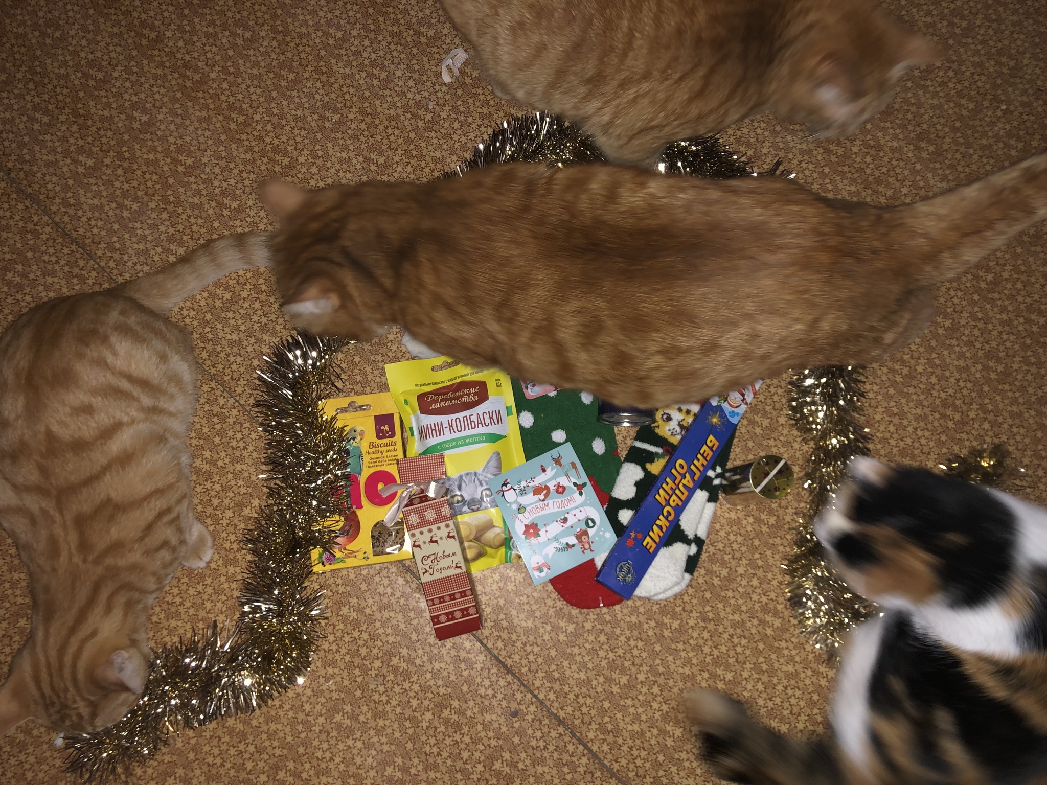 Anonymous Santa Claus Bryansk-Tula region - My, Secret Santa, Gift exchange, Longpost, cat