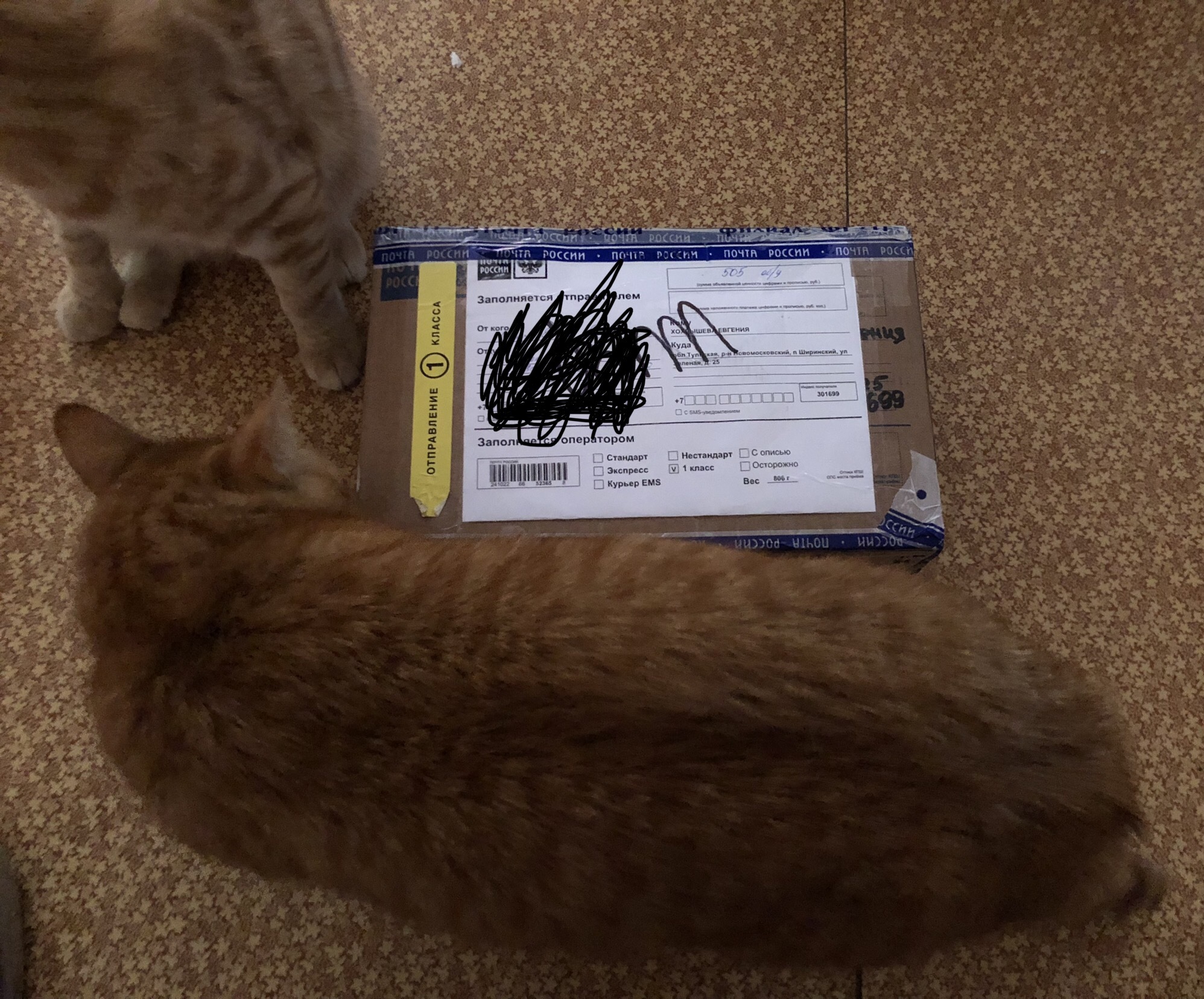 Anonymous Santa Claus Bryansk-Tula region - My, Secret Santa, Gift exchange, Longpost, cat