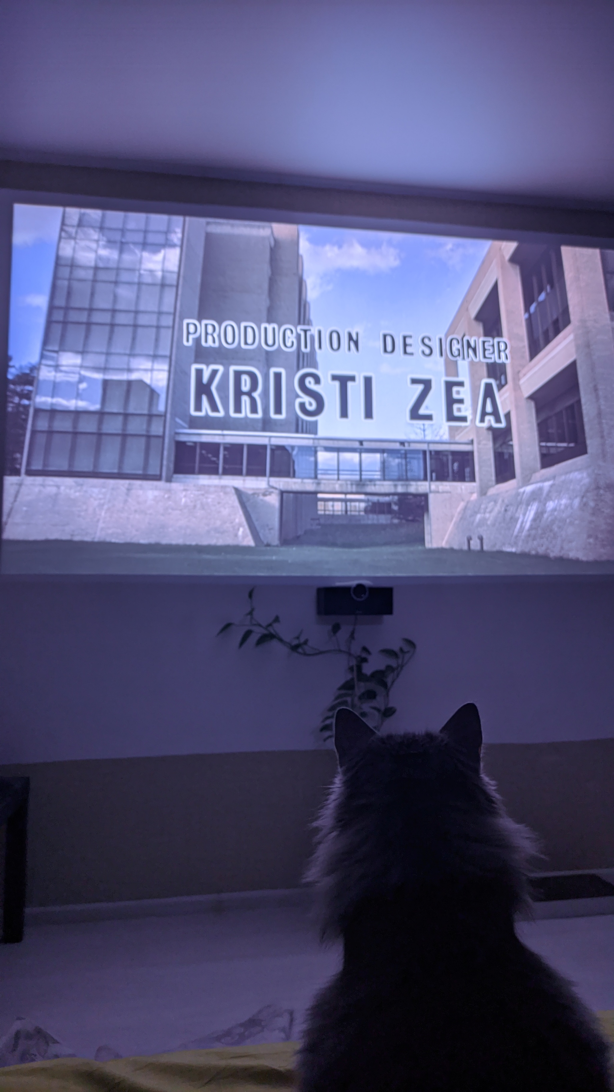 Cat movie fan :) - My, cat, Projector, The photo, Silence of the Lambs