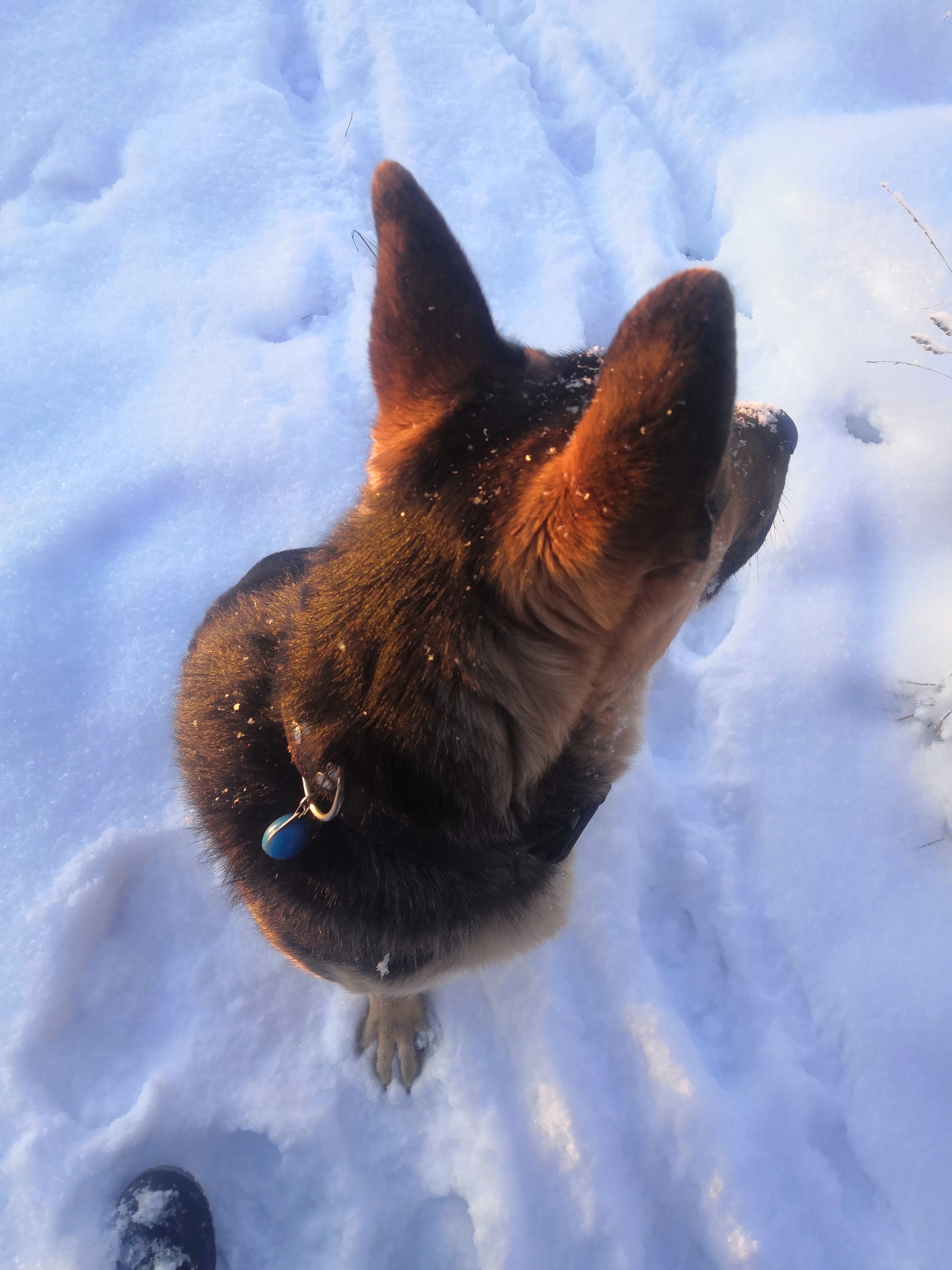 Beauty is beautiful. All a Happy New Year! - My, Caesar, Dog, East European Shepherd, Longpost