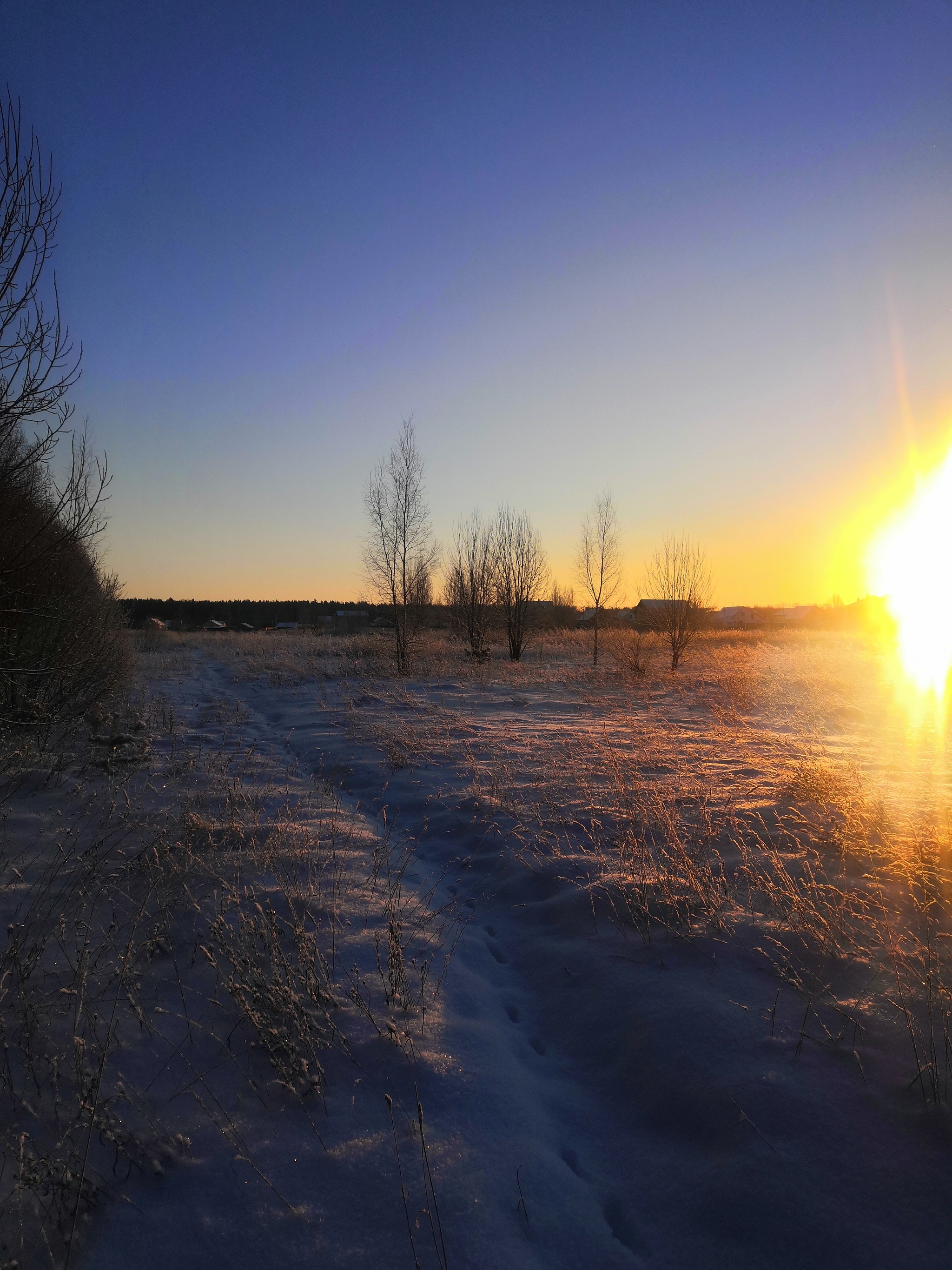 Beauty is beautiful. All a Happy New Year! - My, Caesar, Dog, East European Shepherd, Longpost