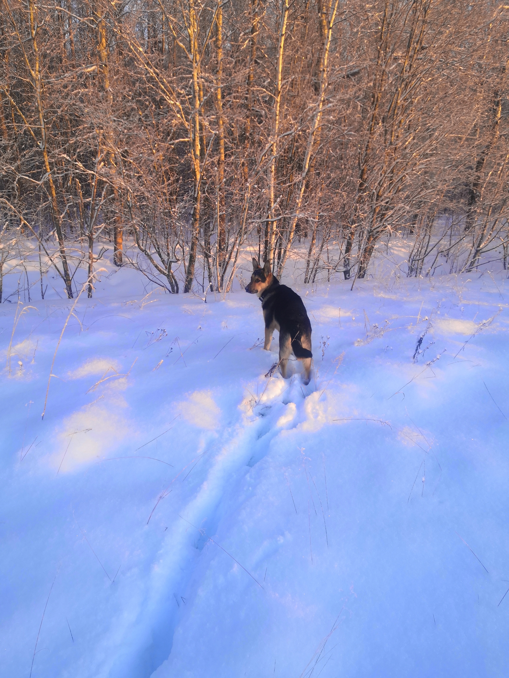 Beauty is beautiful. All a Happy New Year! - My, Caesar, Dog, East European Shepherd, Longpost