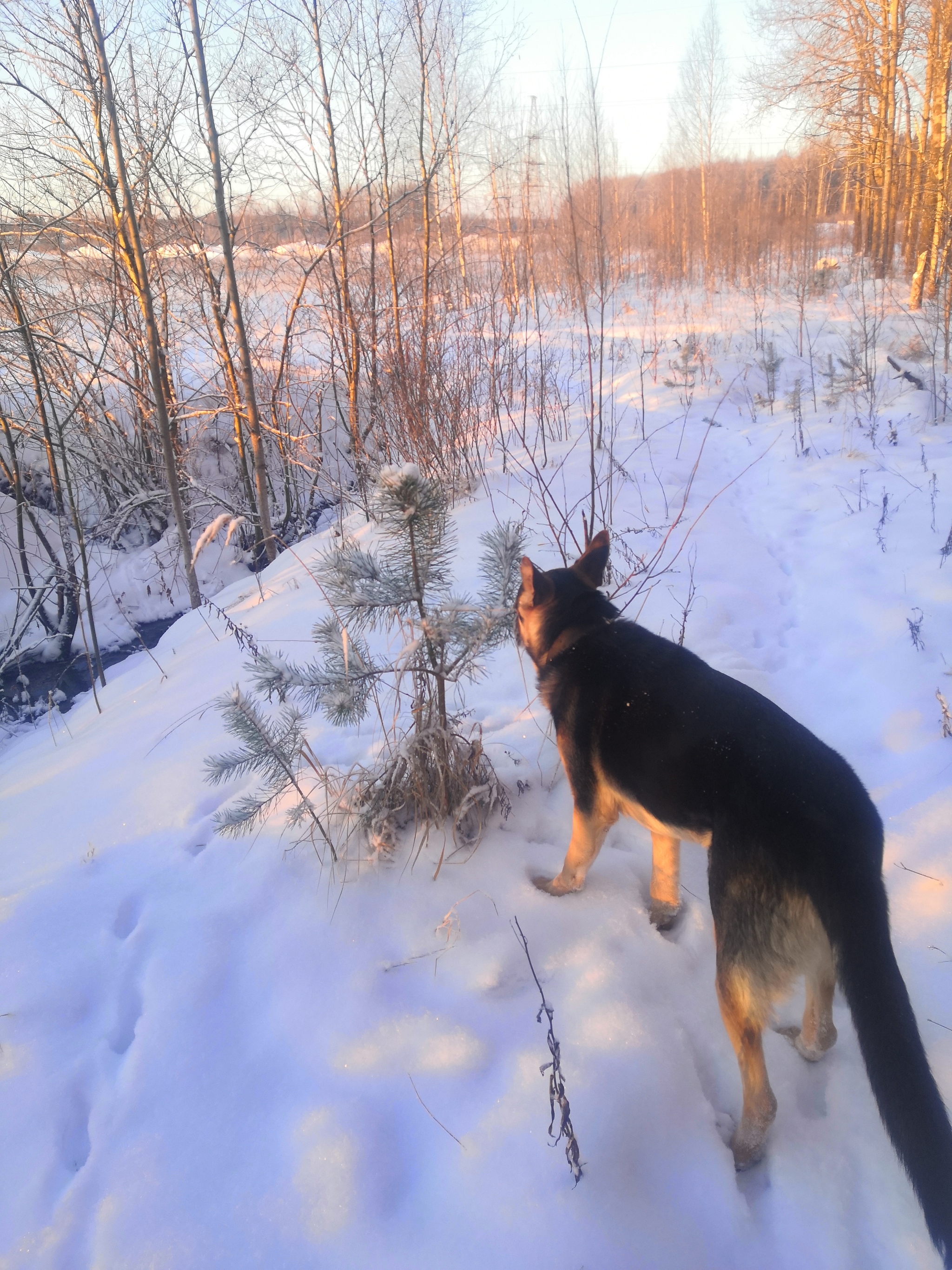 Beauty is beautiful. All a Happy New Year! - My, Caesar, Dog, East European Shepherd, Longpost