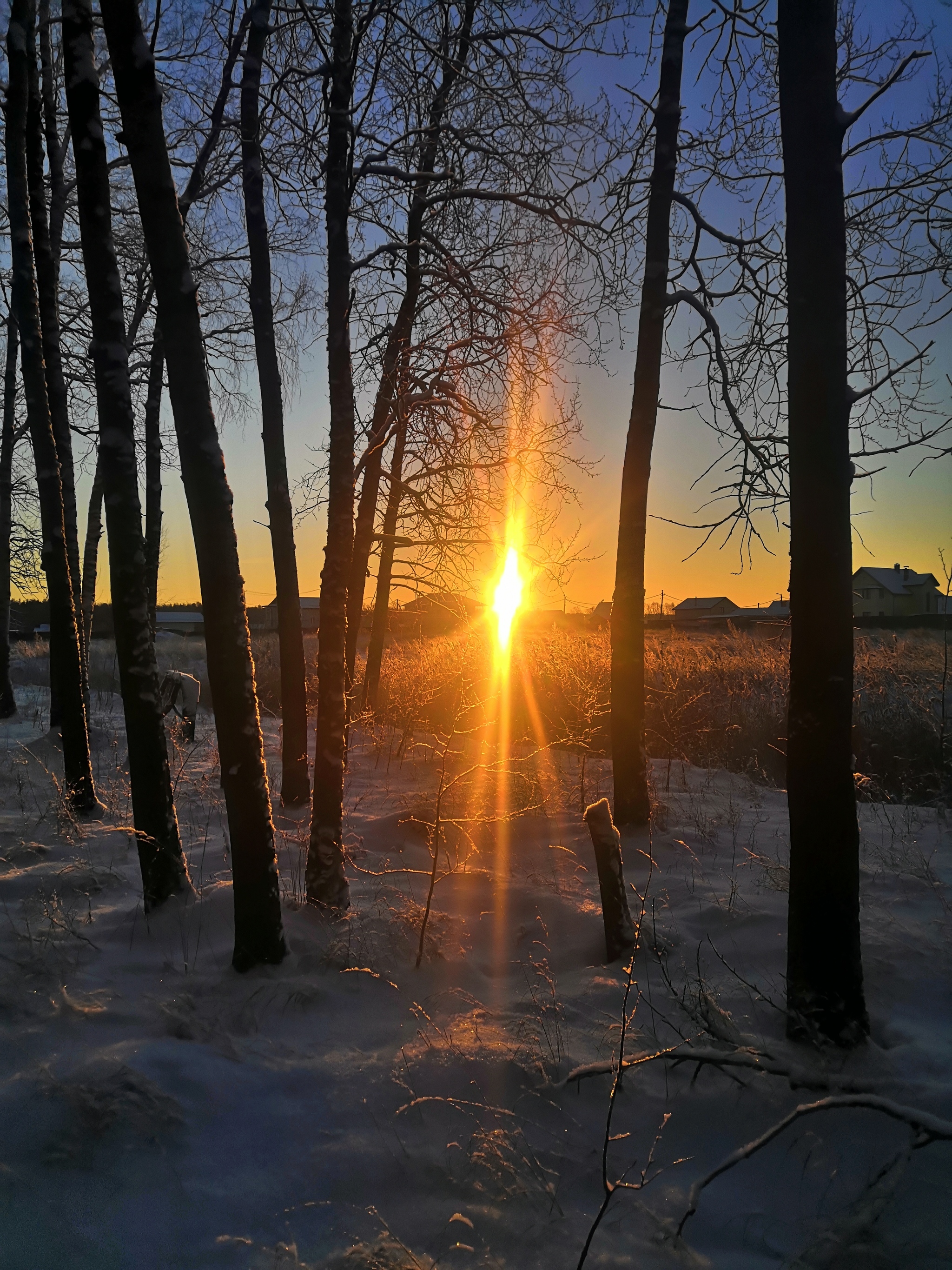 Beauty is beautiful. All a Happy New Year! - My, Caesar, Dog, East European Shepherd, Longpost