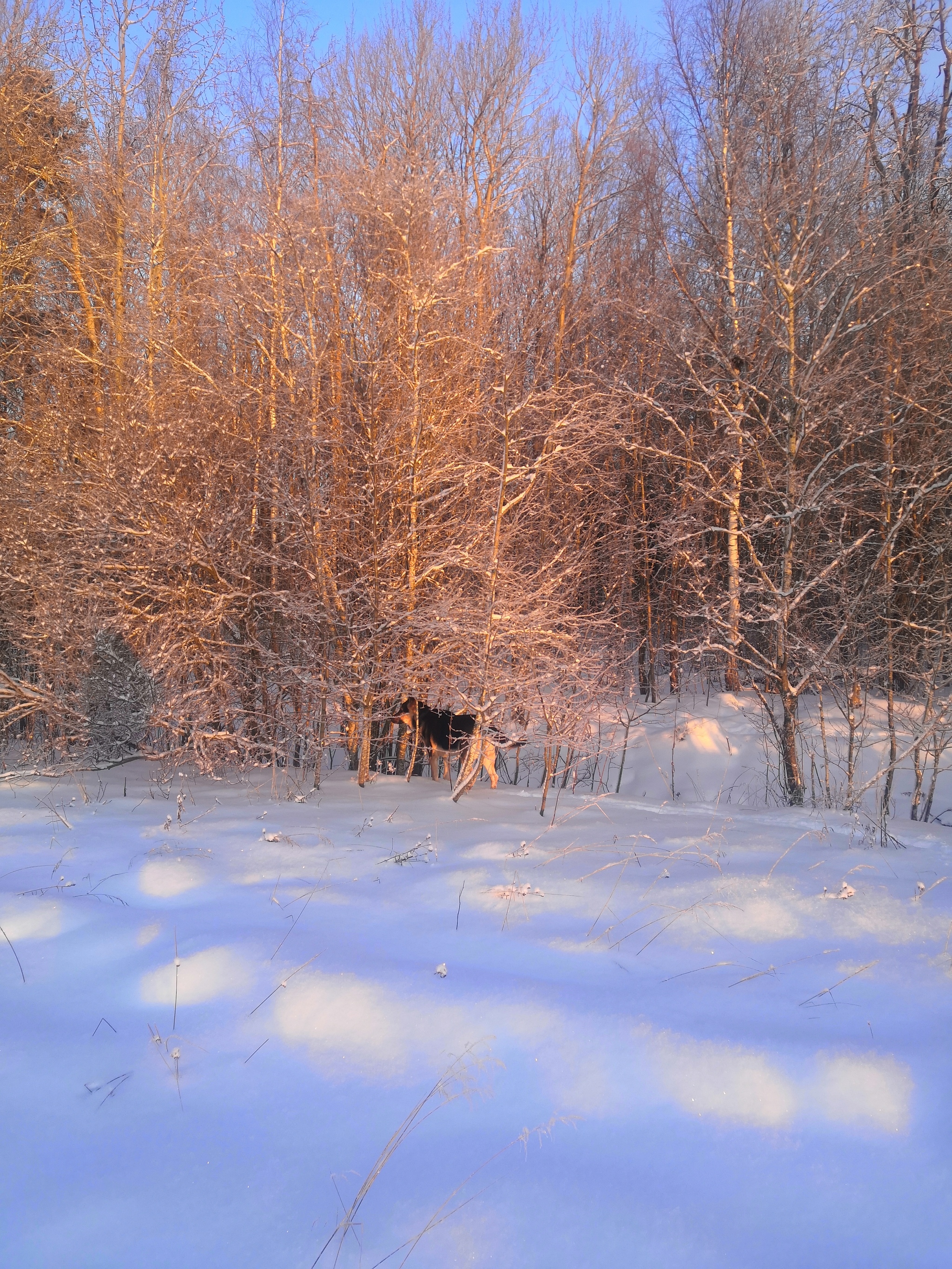 Beauty is beautiful. All a Happy New Year! - My, Caesar, Dog, East European Shepherd, Longpost