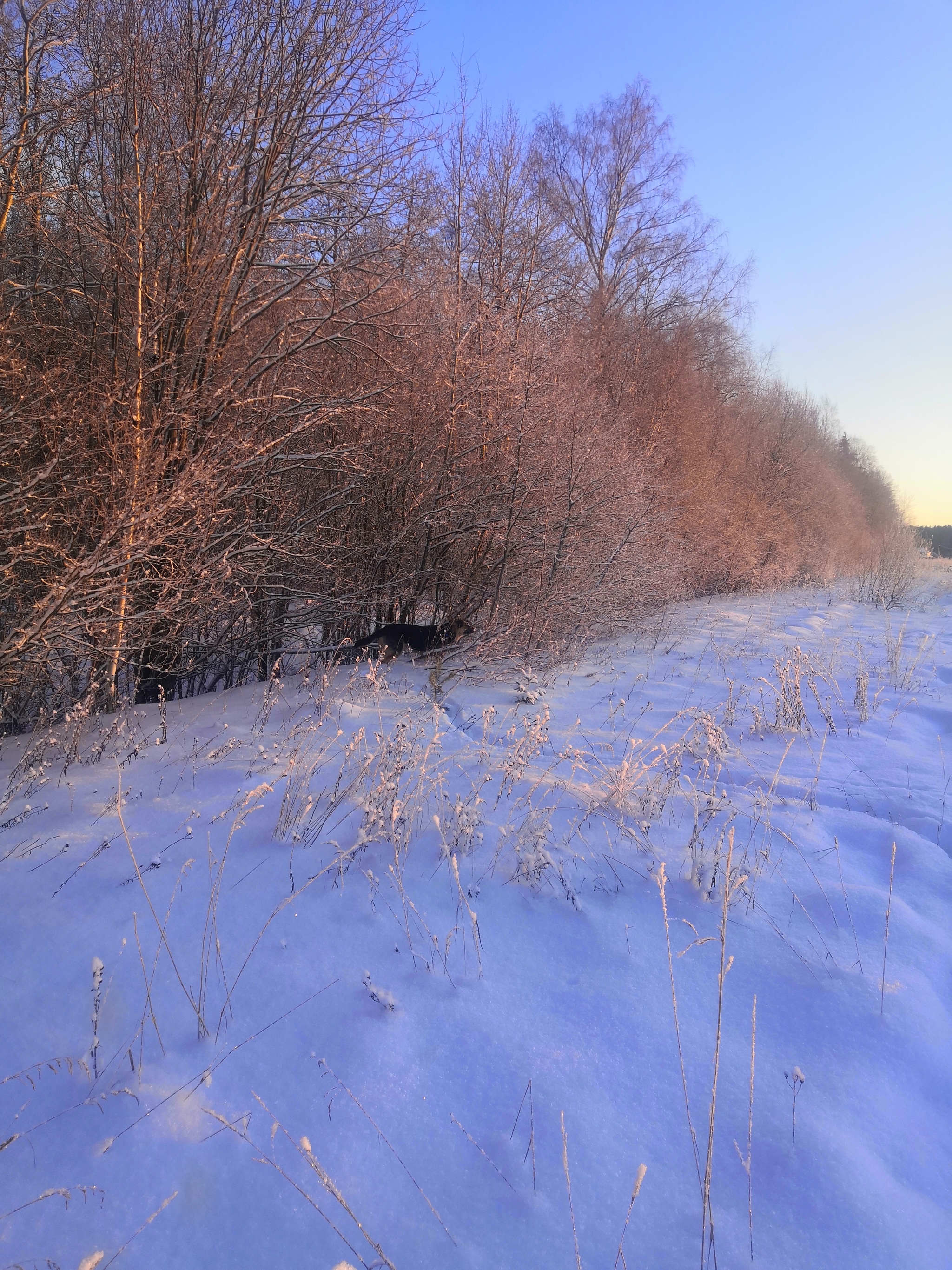 Beauty is beautiful. All a Happy New Year! - My, Caesar, Dog, East European Shepherd, Longpost