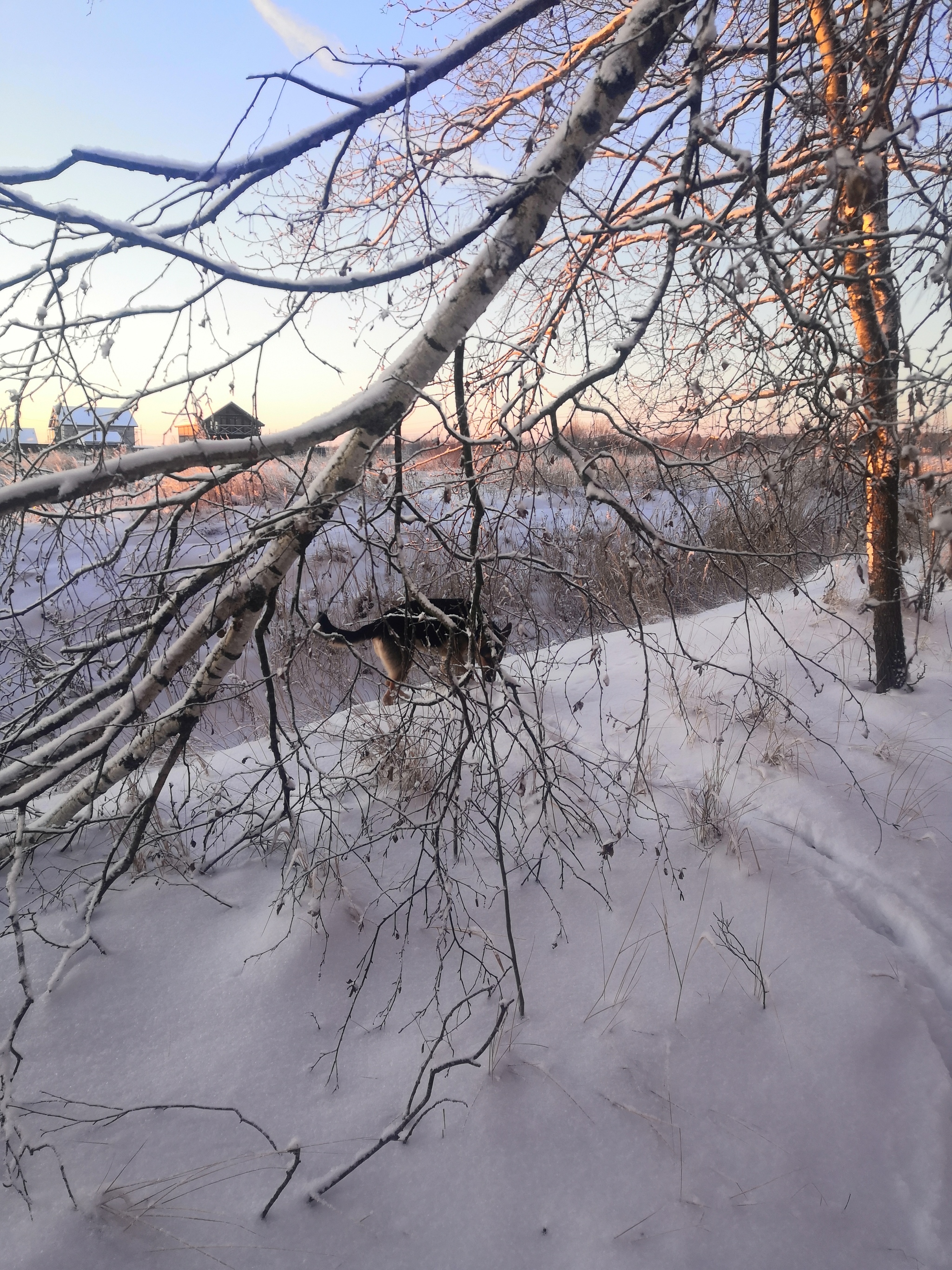 Beauty is beautiful. All a Happy New Year! - My, Caesar, Dog, East European Shepherd, Longpost